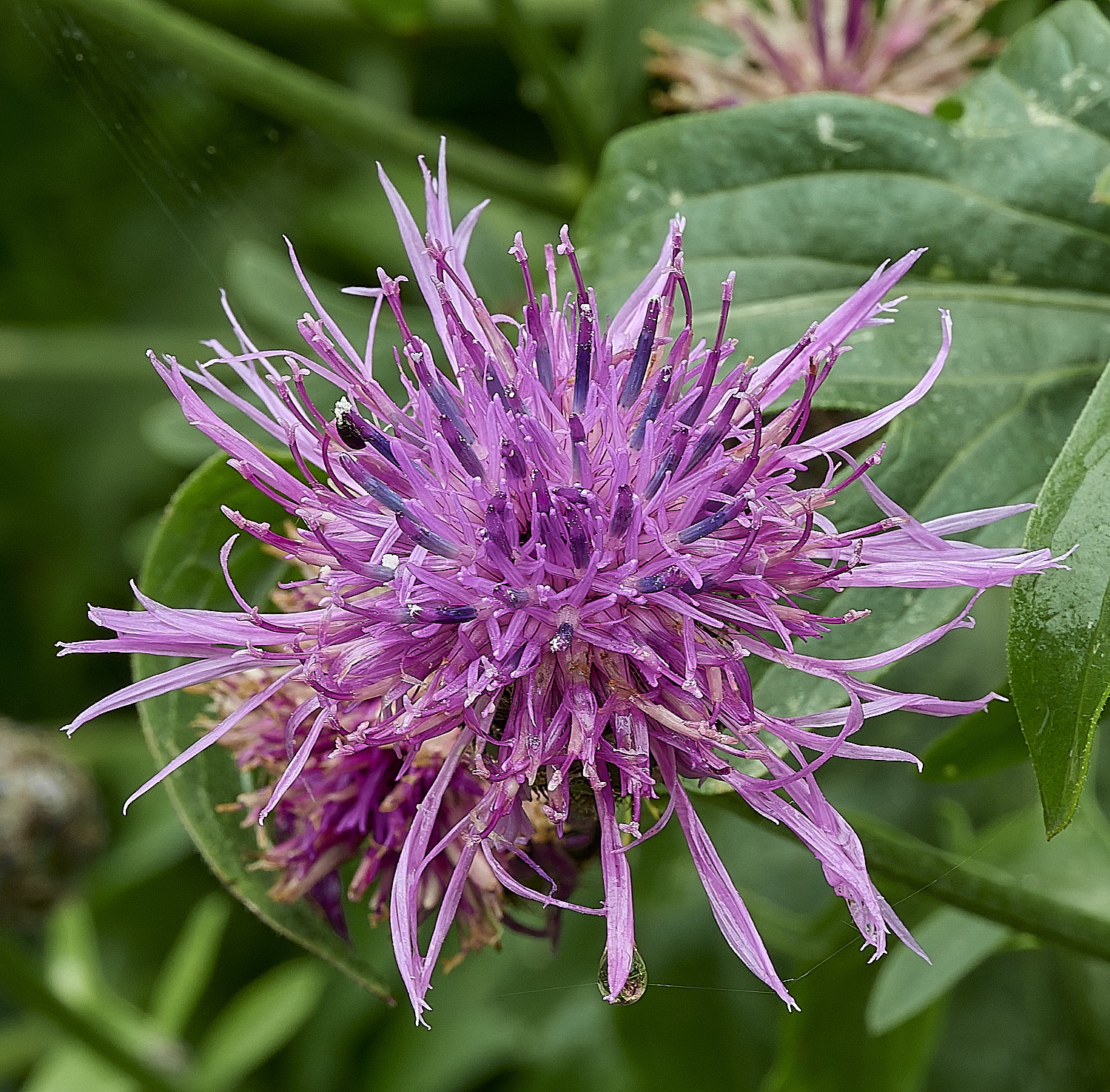 HanworthgreaterKnapweed080626-1