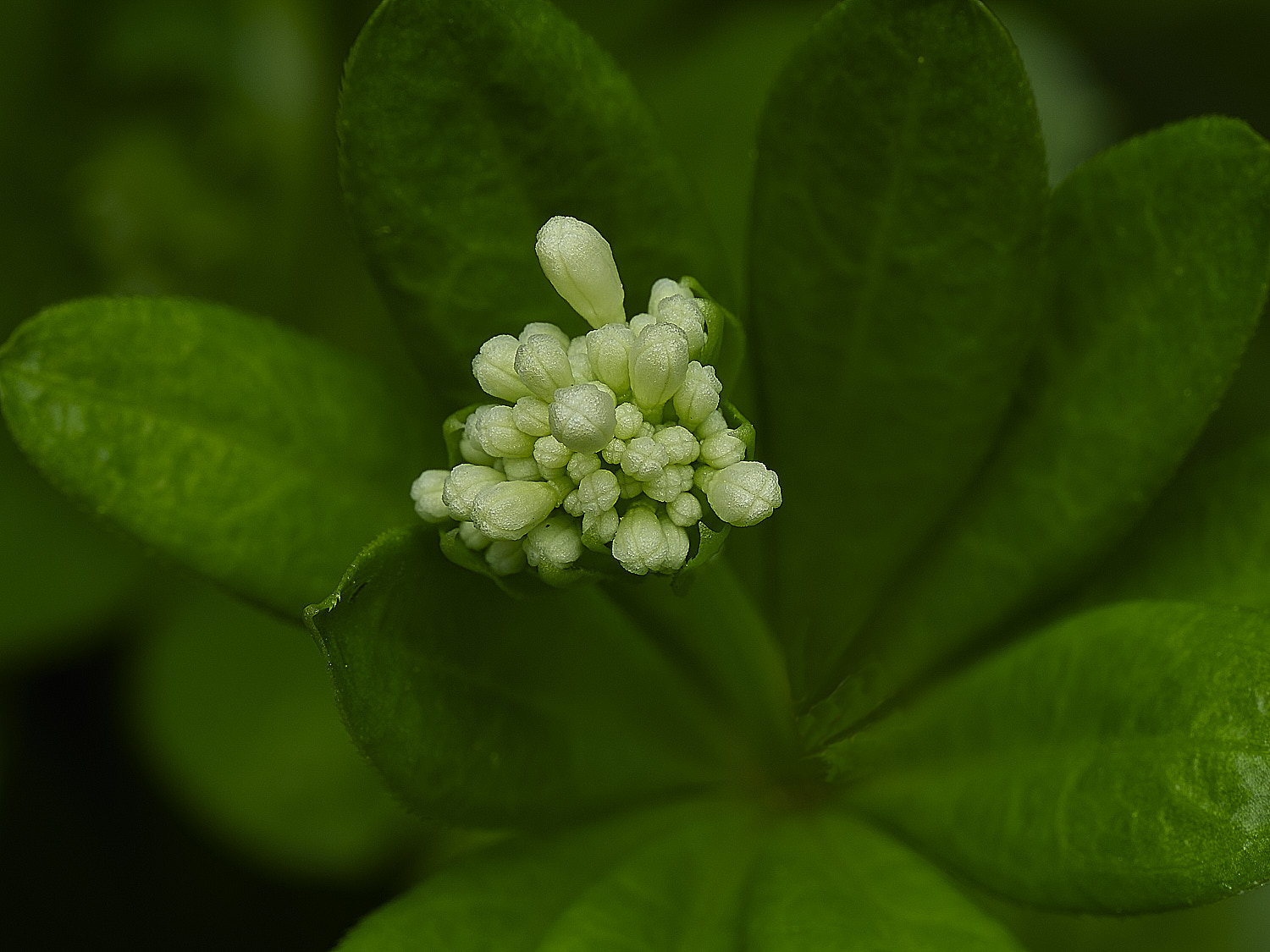 HanworthGreen140426-1