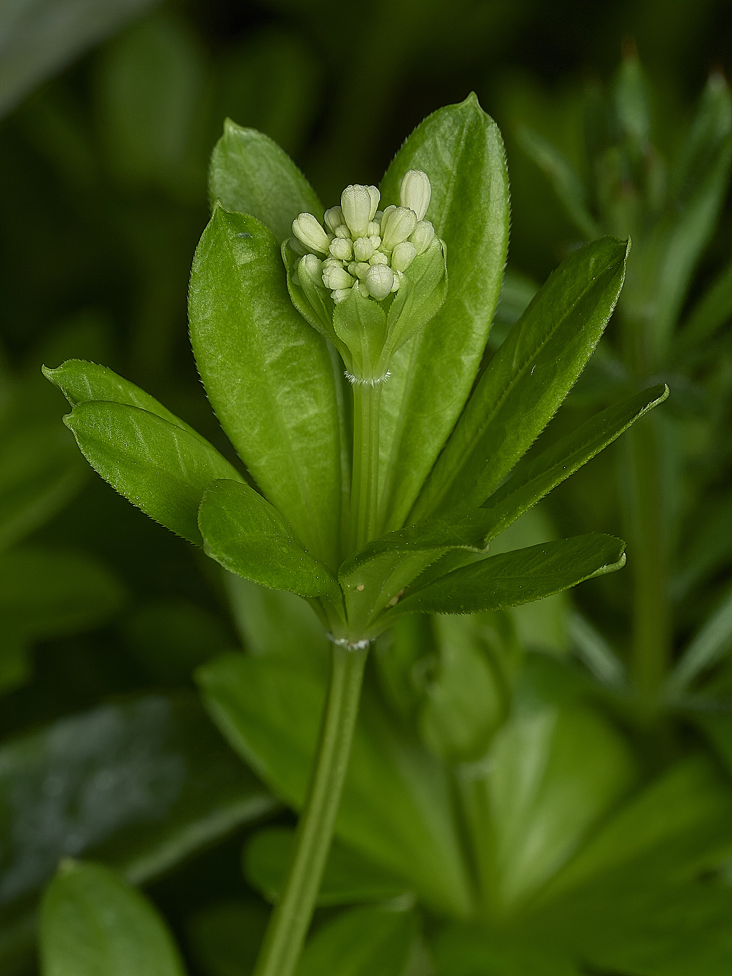 HanworthGreen140426-2