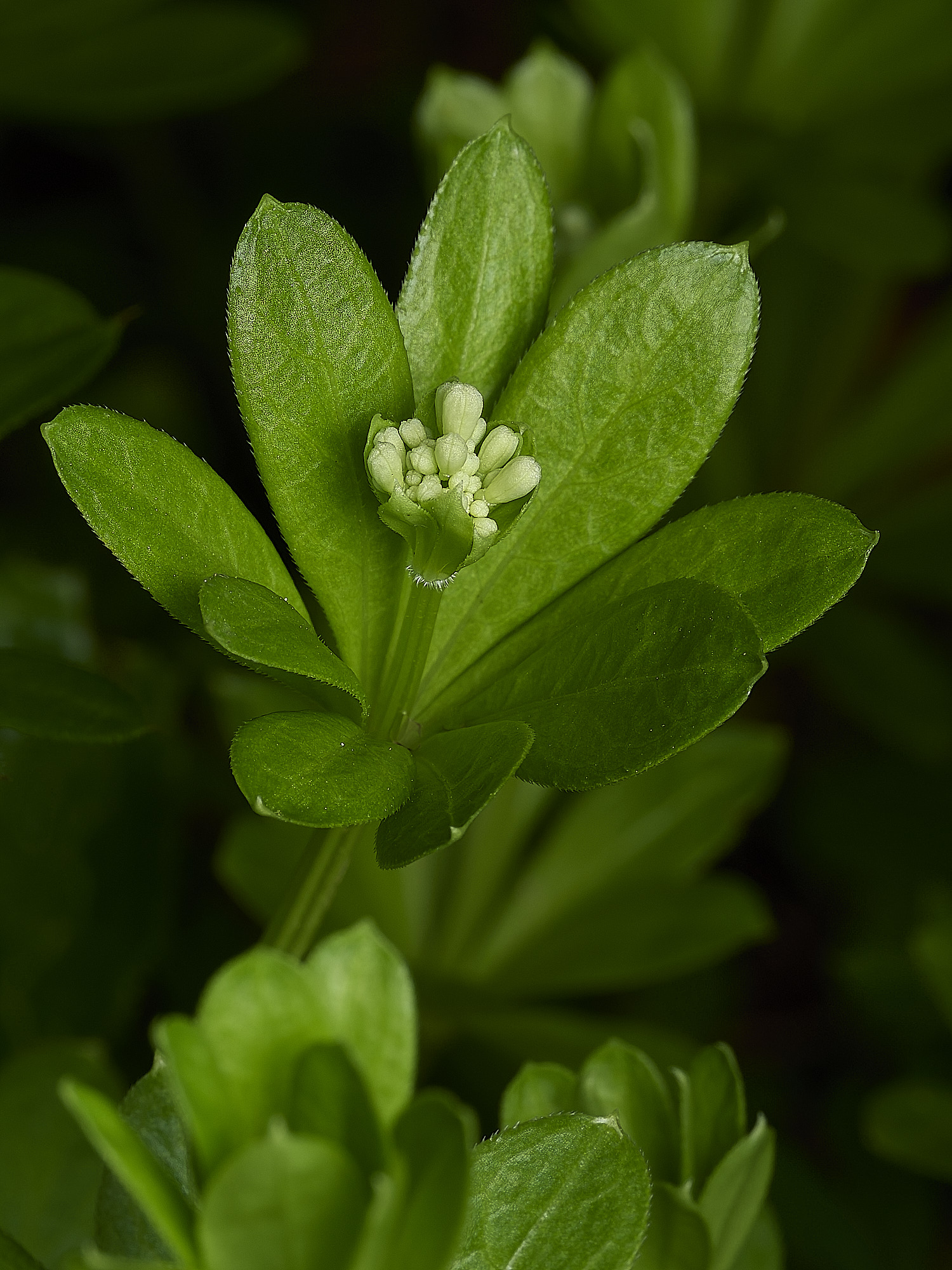 HanworthGreen140426-3