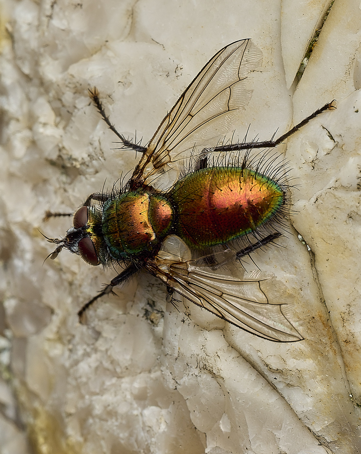 HanworthGreenTachinid200426-2