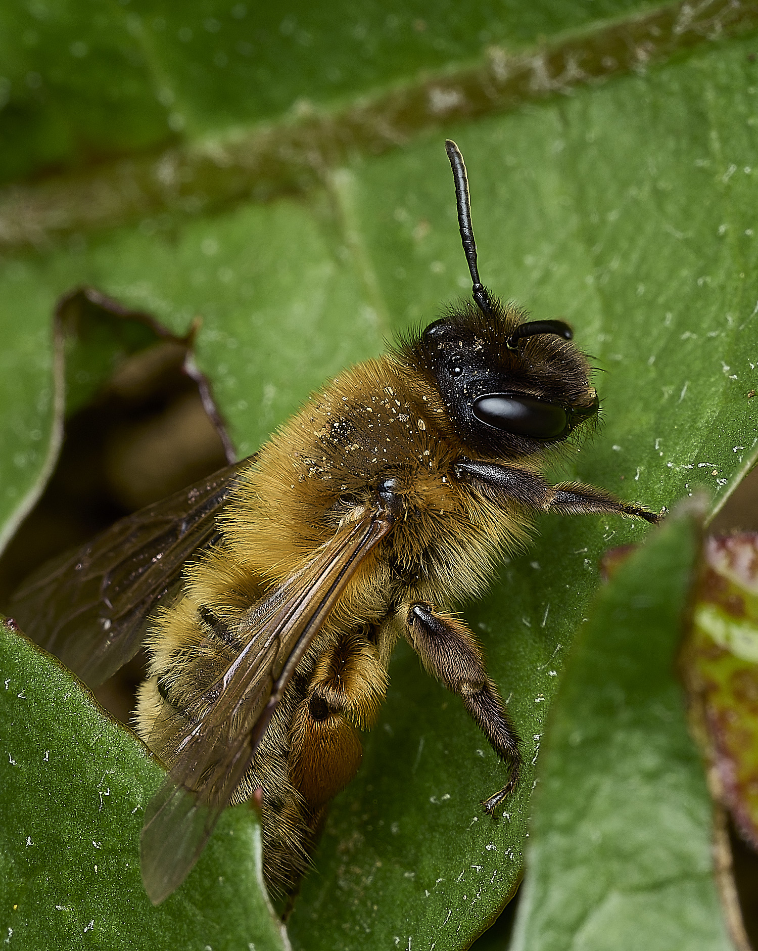 HanworthGwynne&#39;sMiningBee150426-10