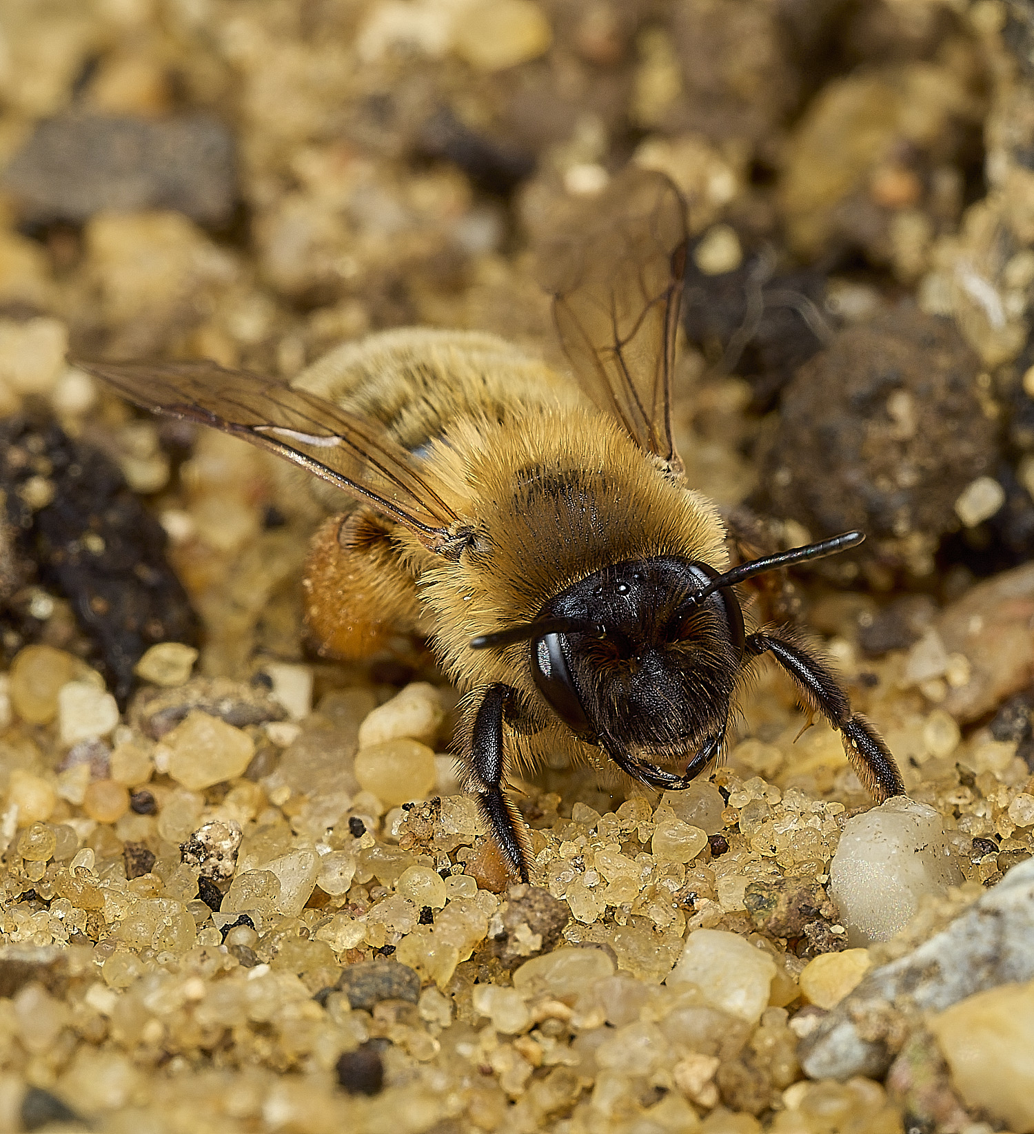 HanworthGwynne&#39;sMiningBee150426-11
