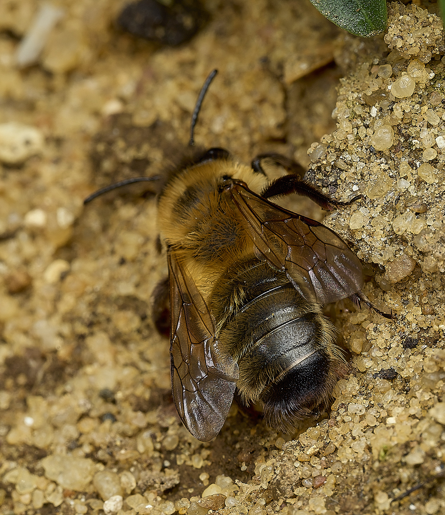 HanworthGwynne&#39;sMiningBee150426-12