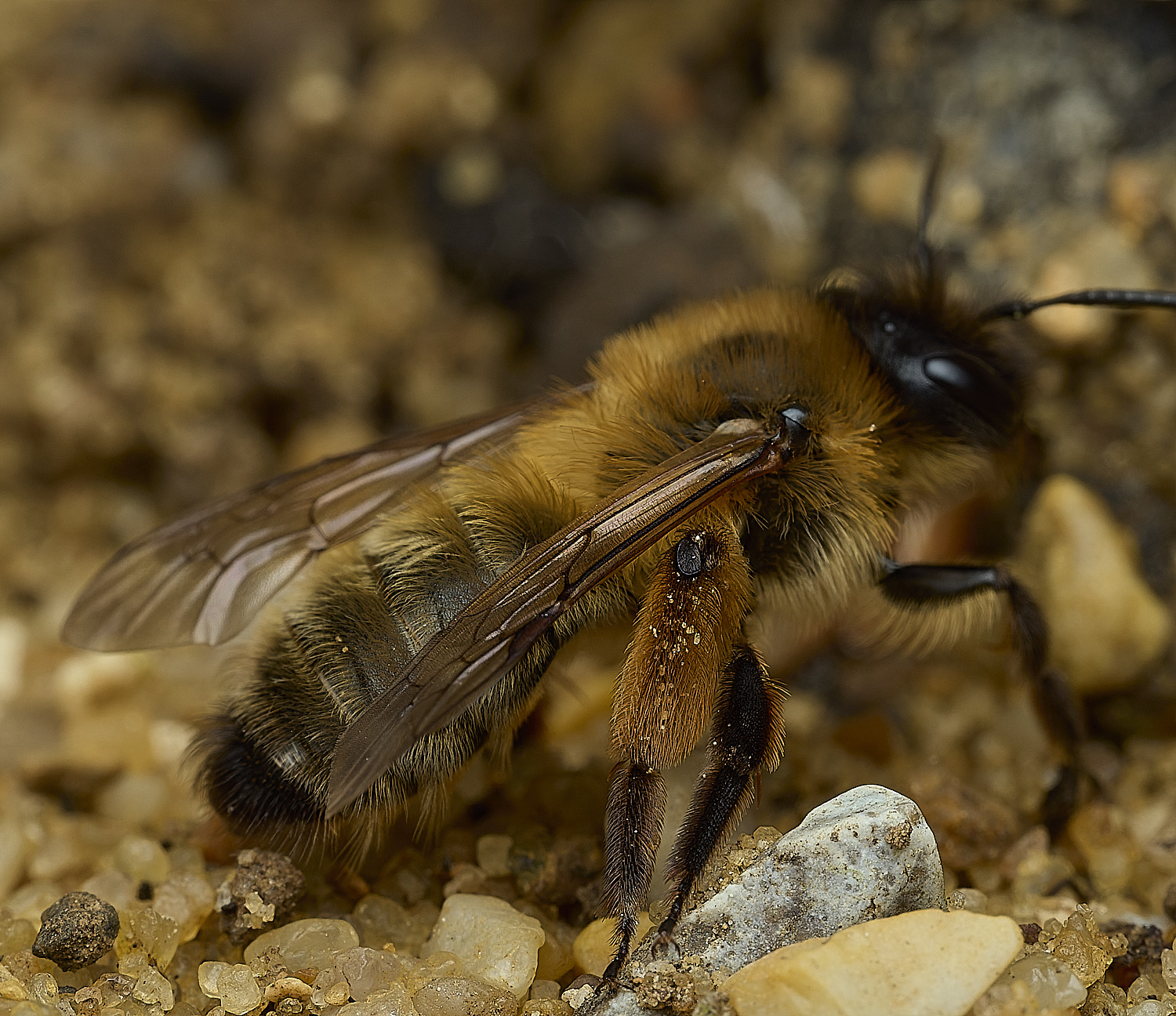 HanworthGwynne&#39;sMiningBee150426-2