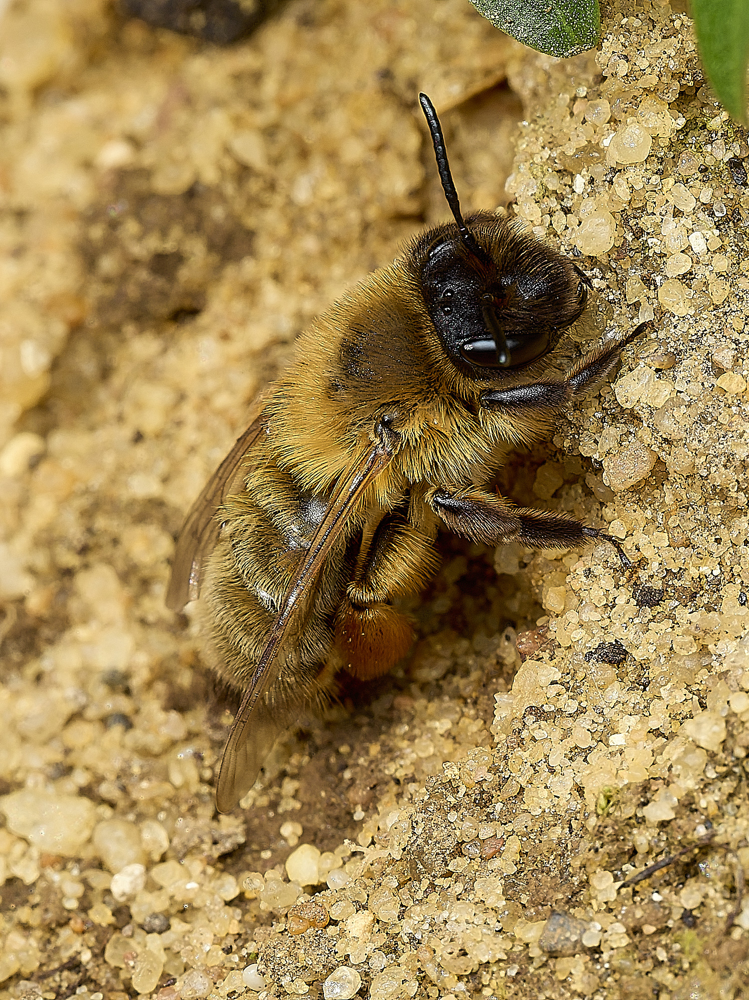 HanworthGwynne&#39;sMiningBee150426-3