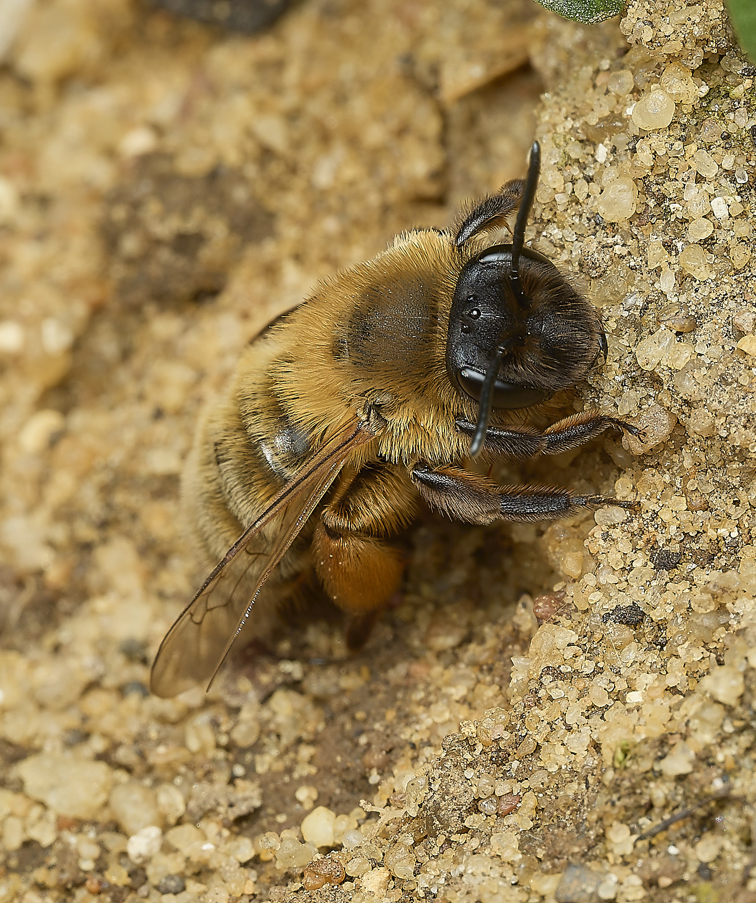 HanworthGwynne&#39;sMiningBee150426-4
