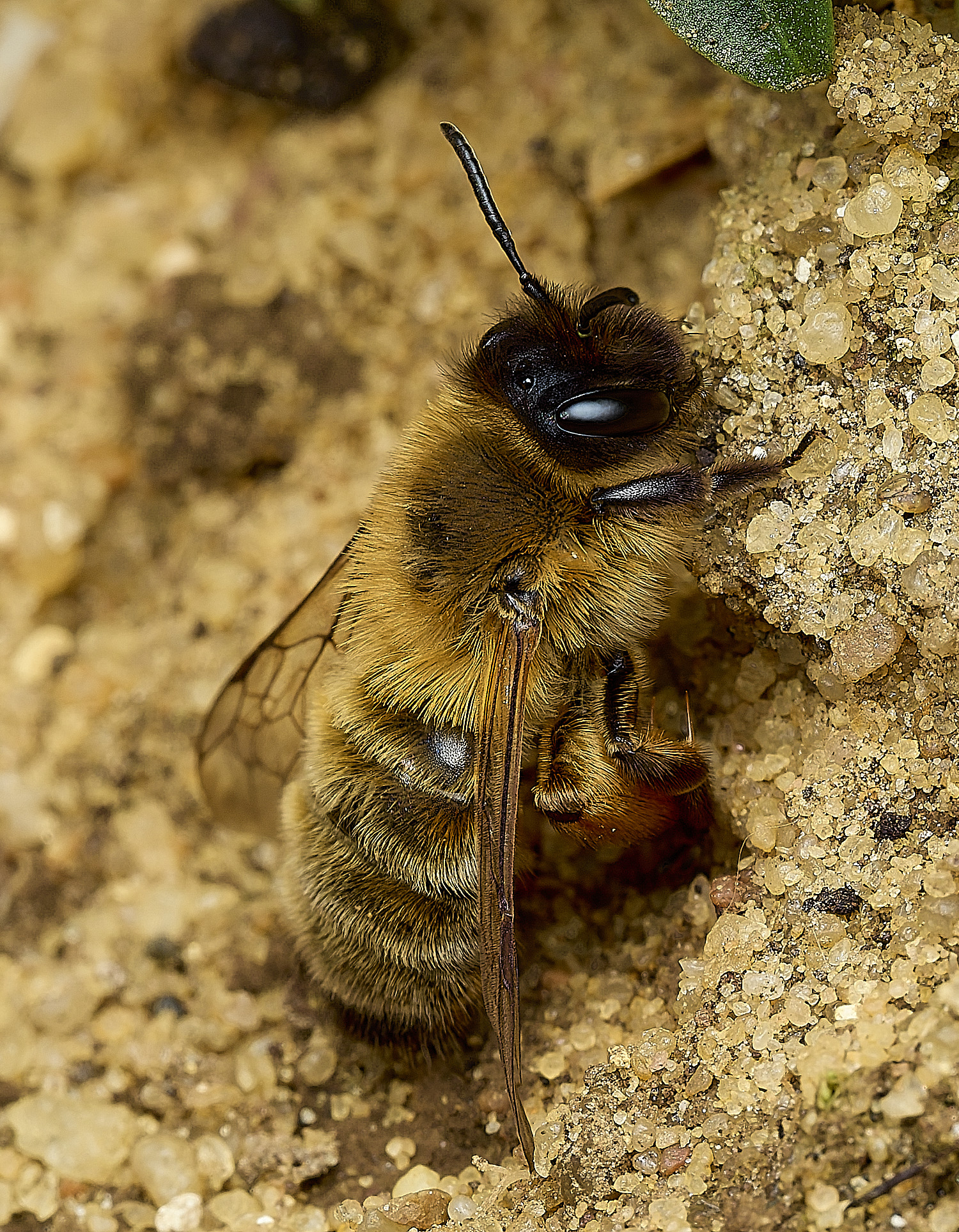 HanworthGwynne&#39;sMiningBee150426-5
