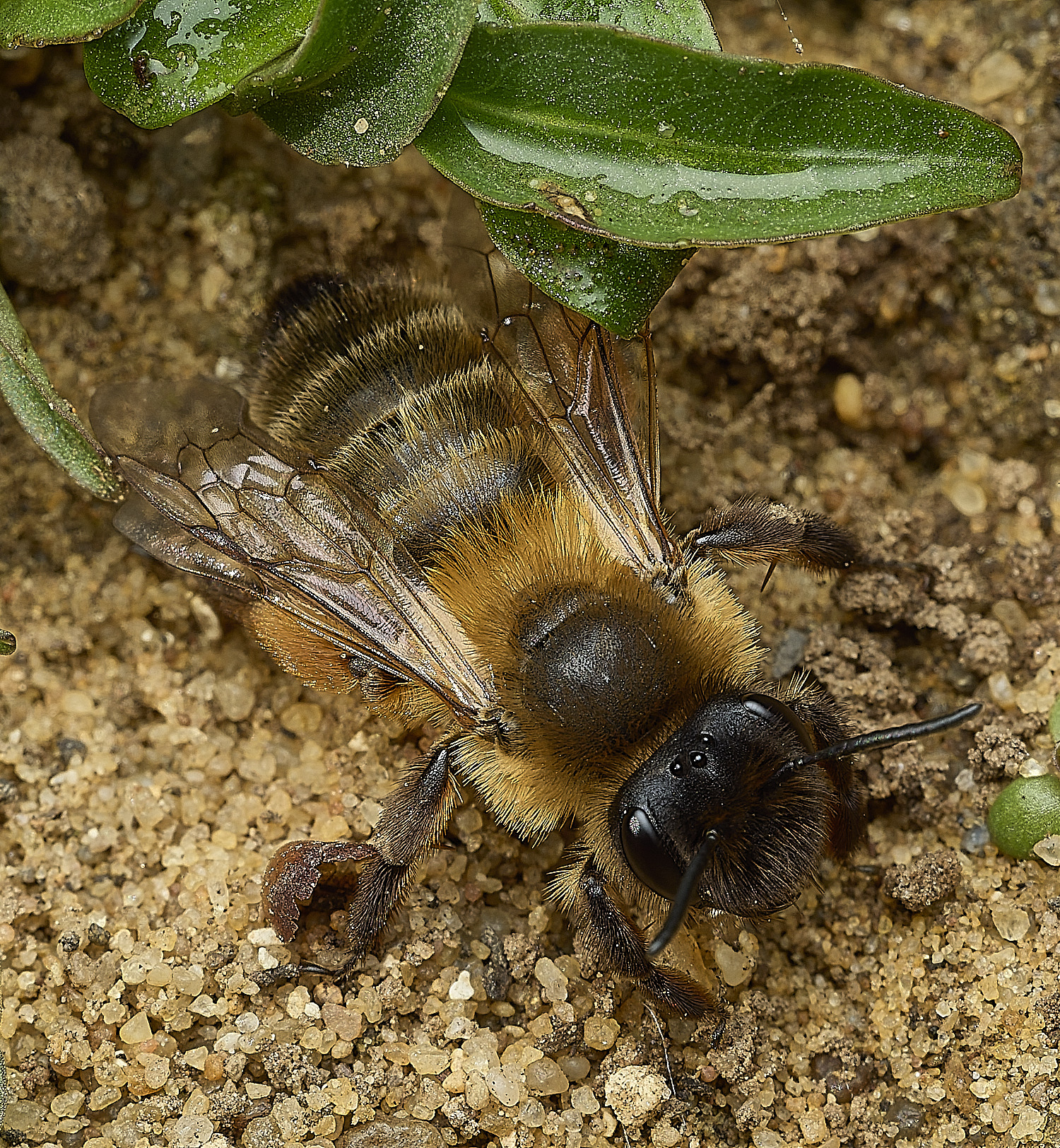 HanworthGwynne&#39;sMiningBee150426-6