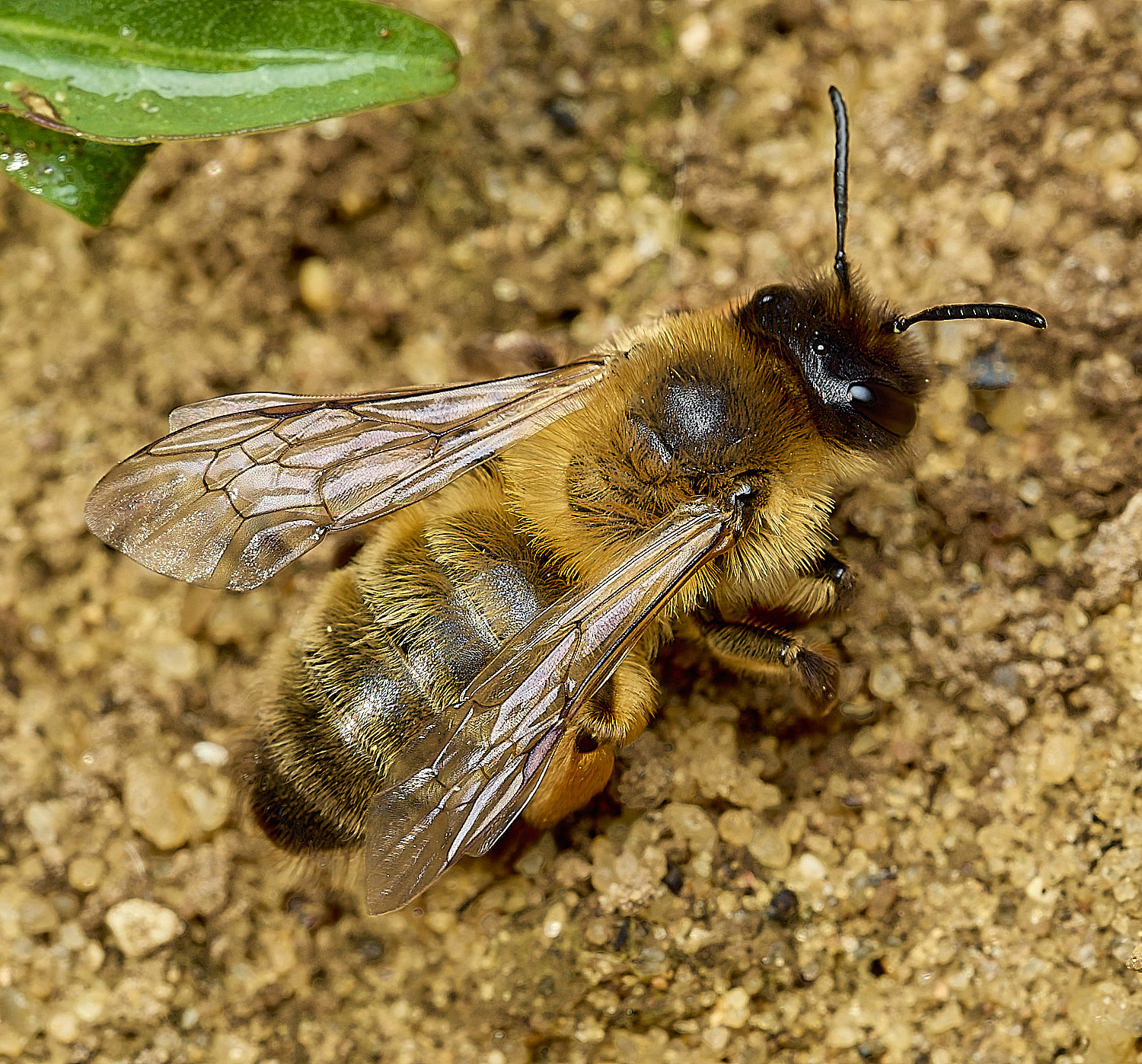 HanworthGwynne&#39;sMiningBee150426-7