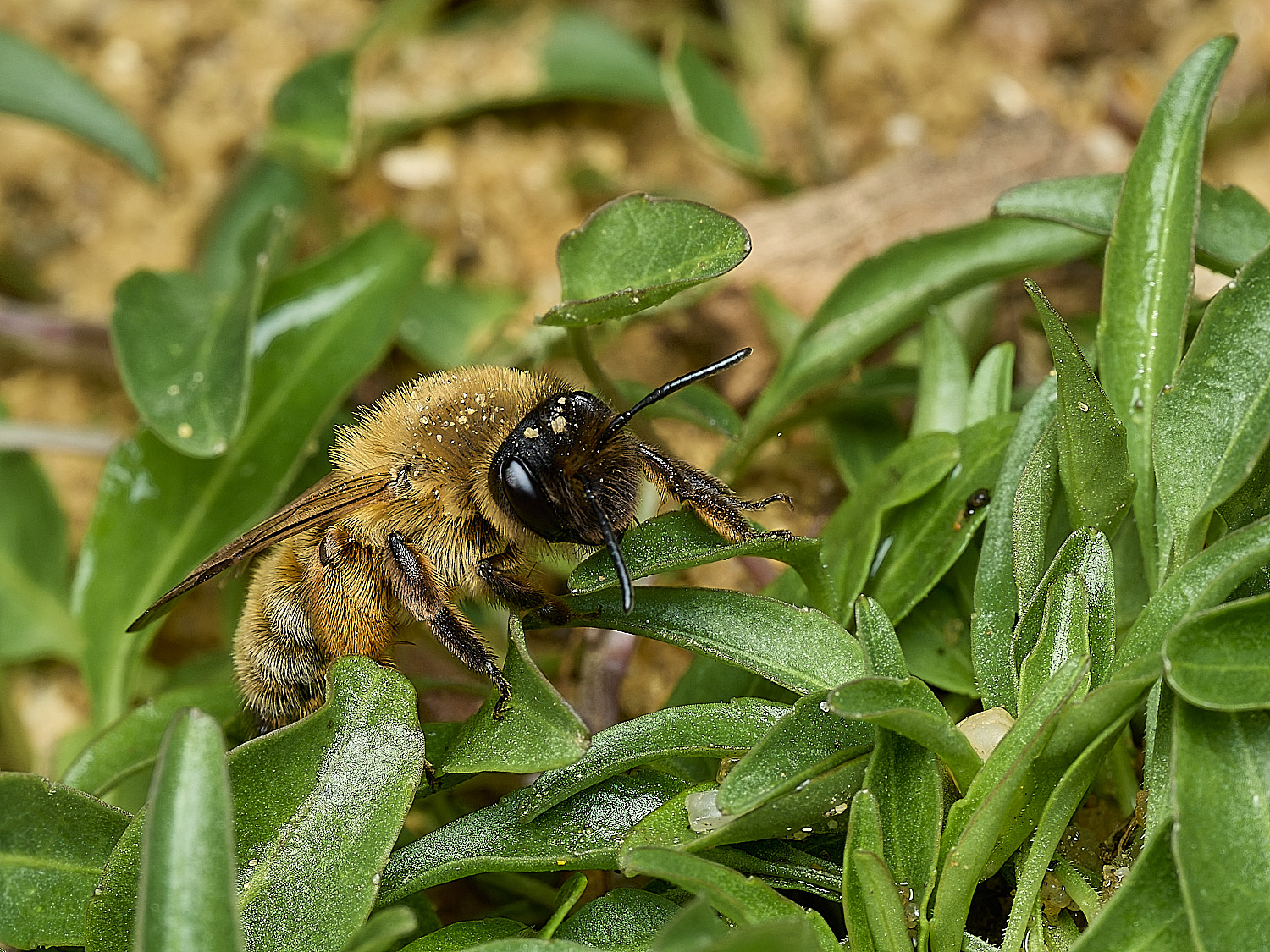 HanworthGwynne&#39;sMiningBee150426-8