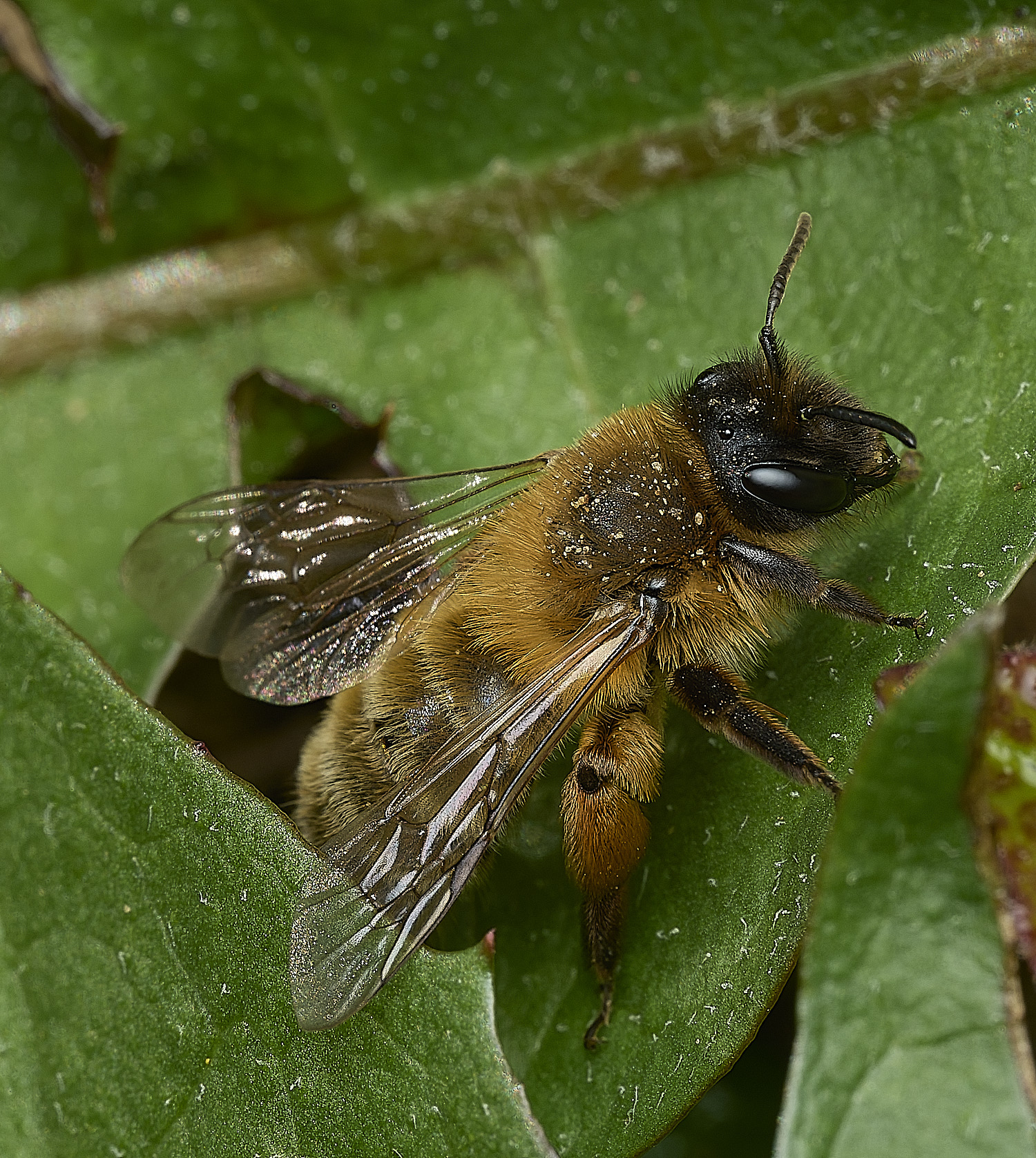 HanworthGwynne&#39;sMiningBee150426-9