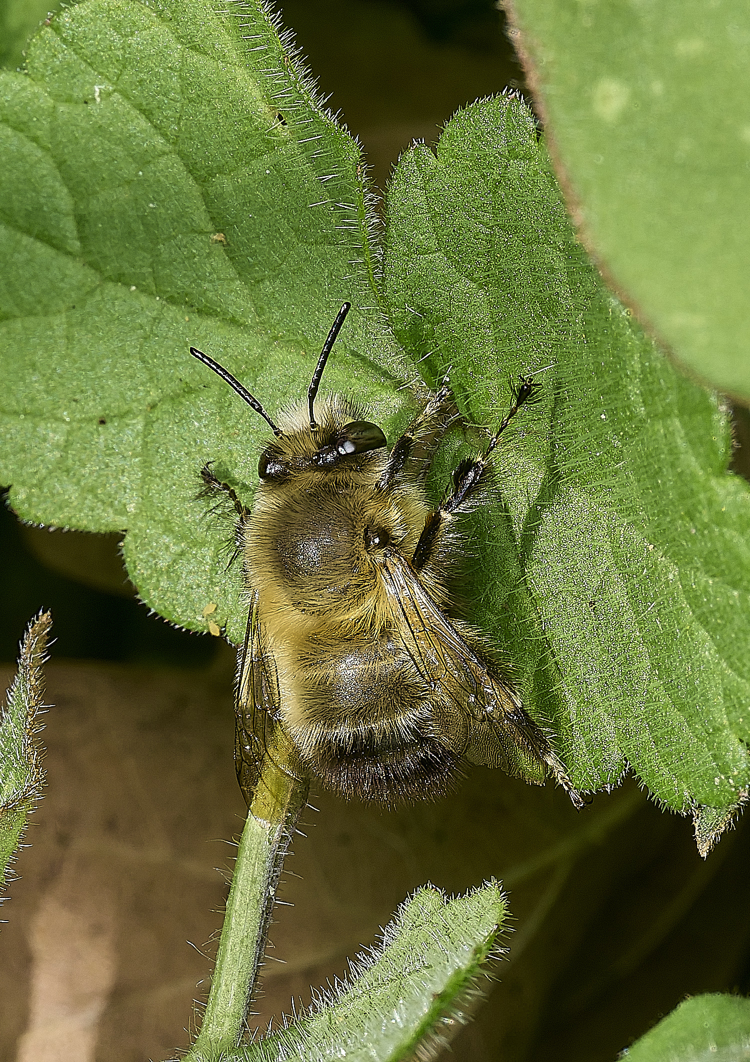 HanworthHairy-footedFlowerBee060426-1