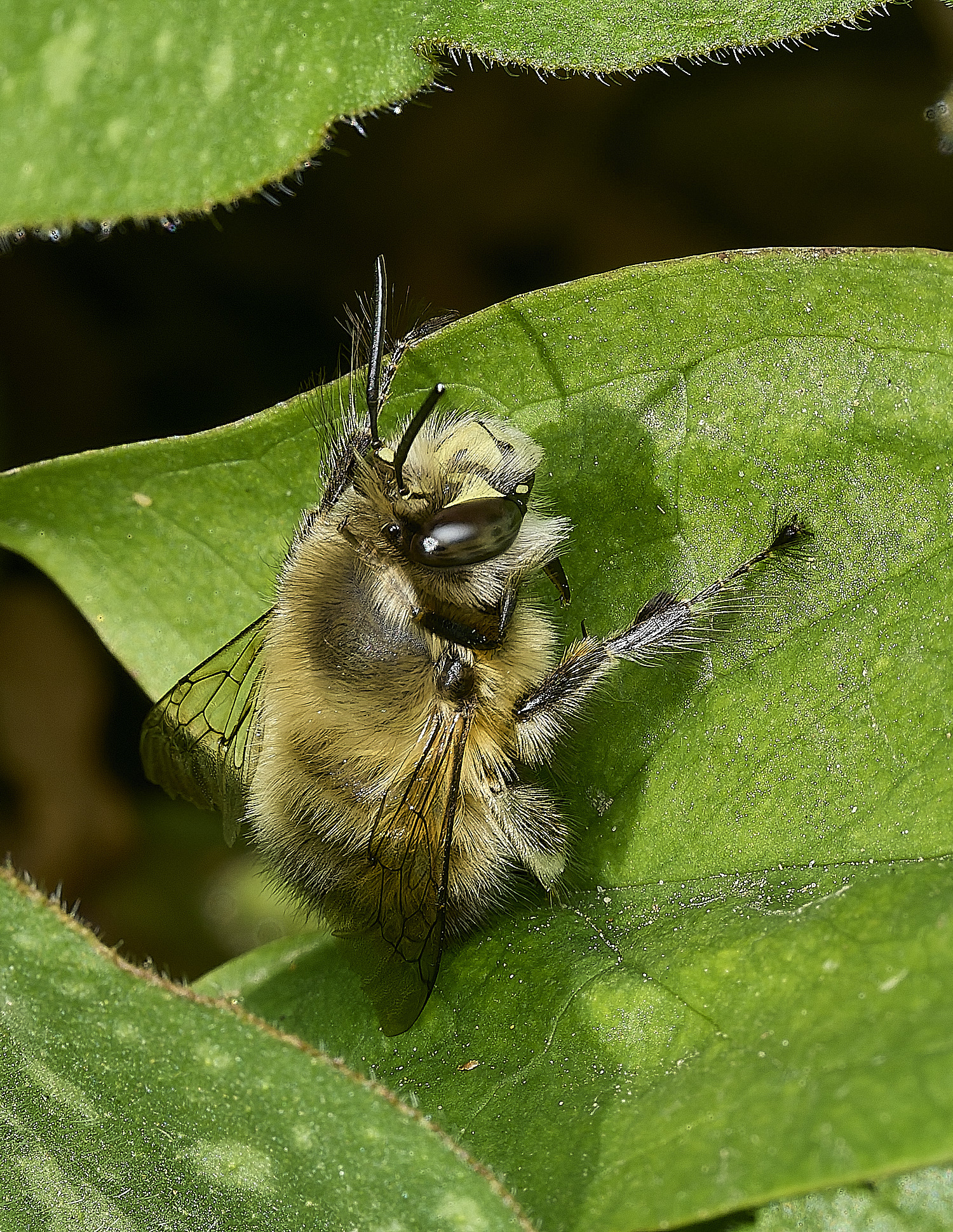 HanworthHairy-footedFlowerBee060426-2