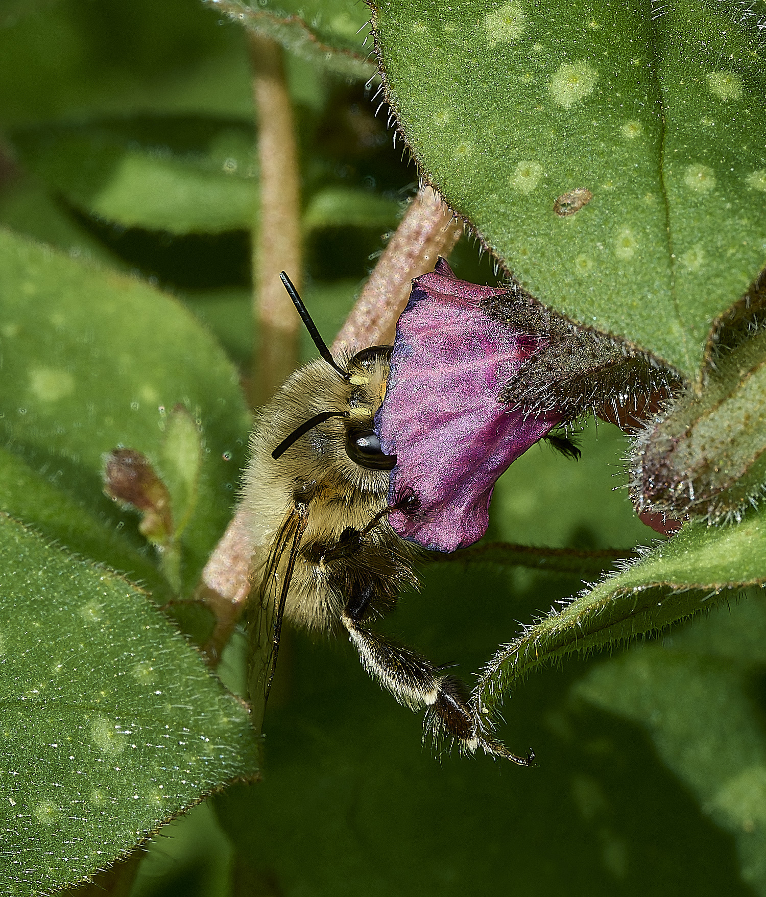 HanworthHairy-footedFlowerBee060426-3