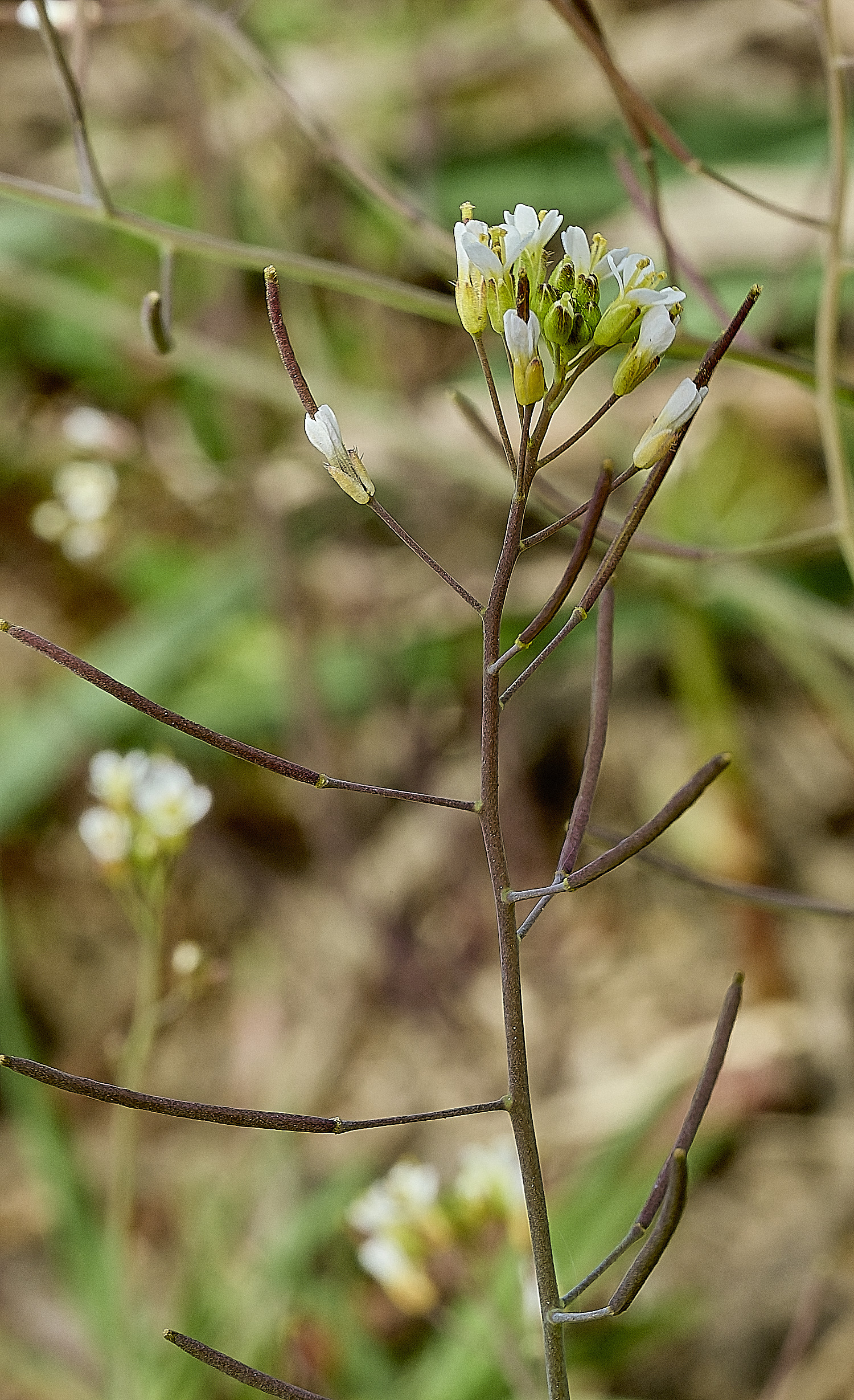 HanworthHairyBitterCress180426-1