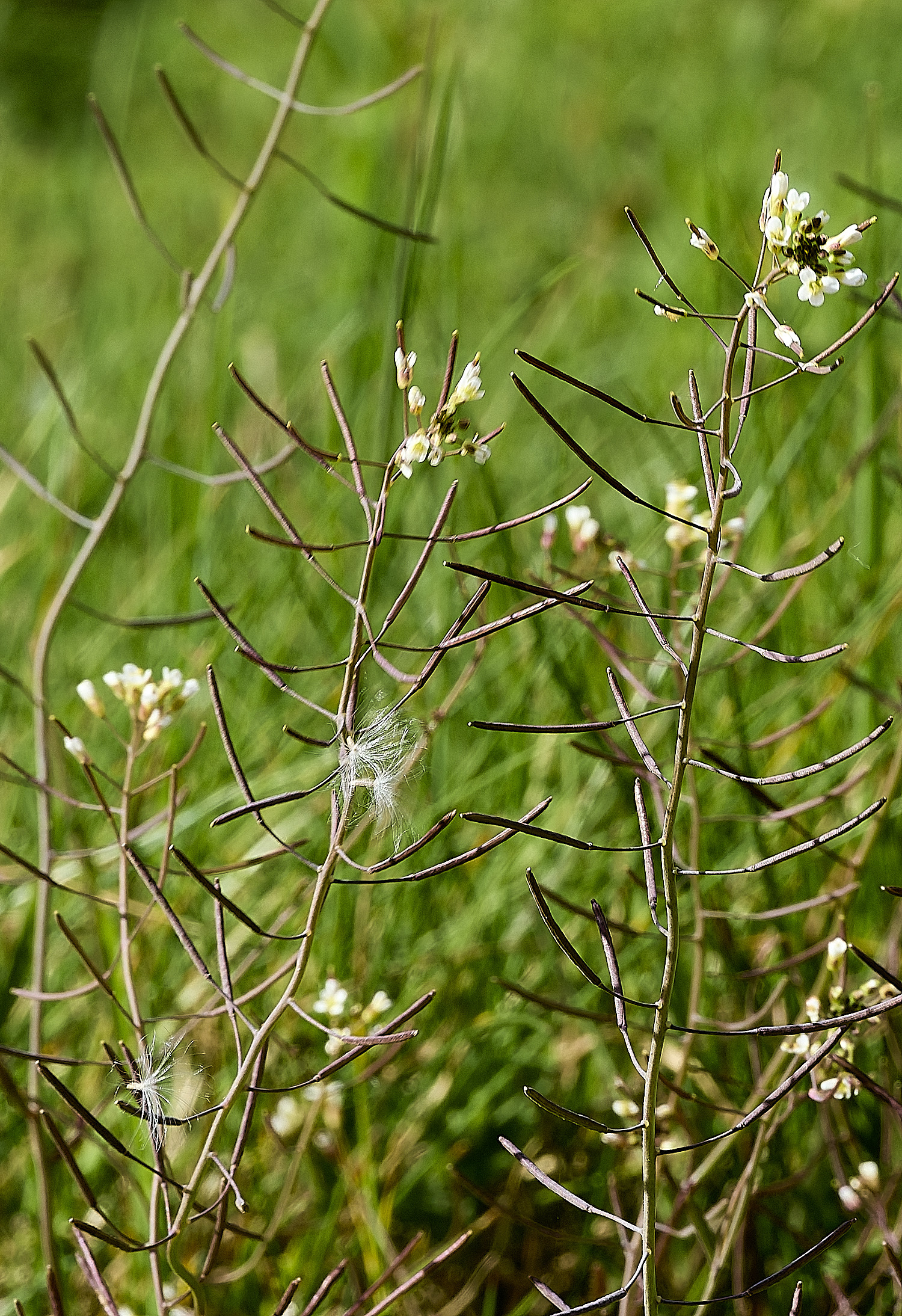 HanworthHairyBitterCress180426-2