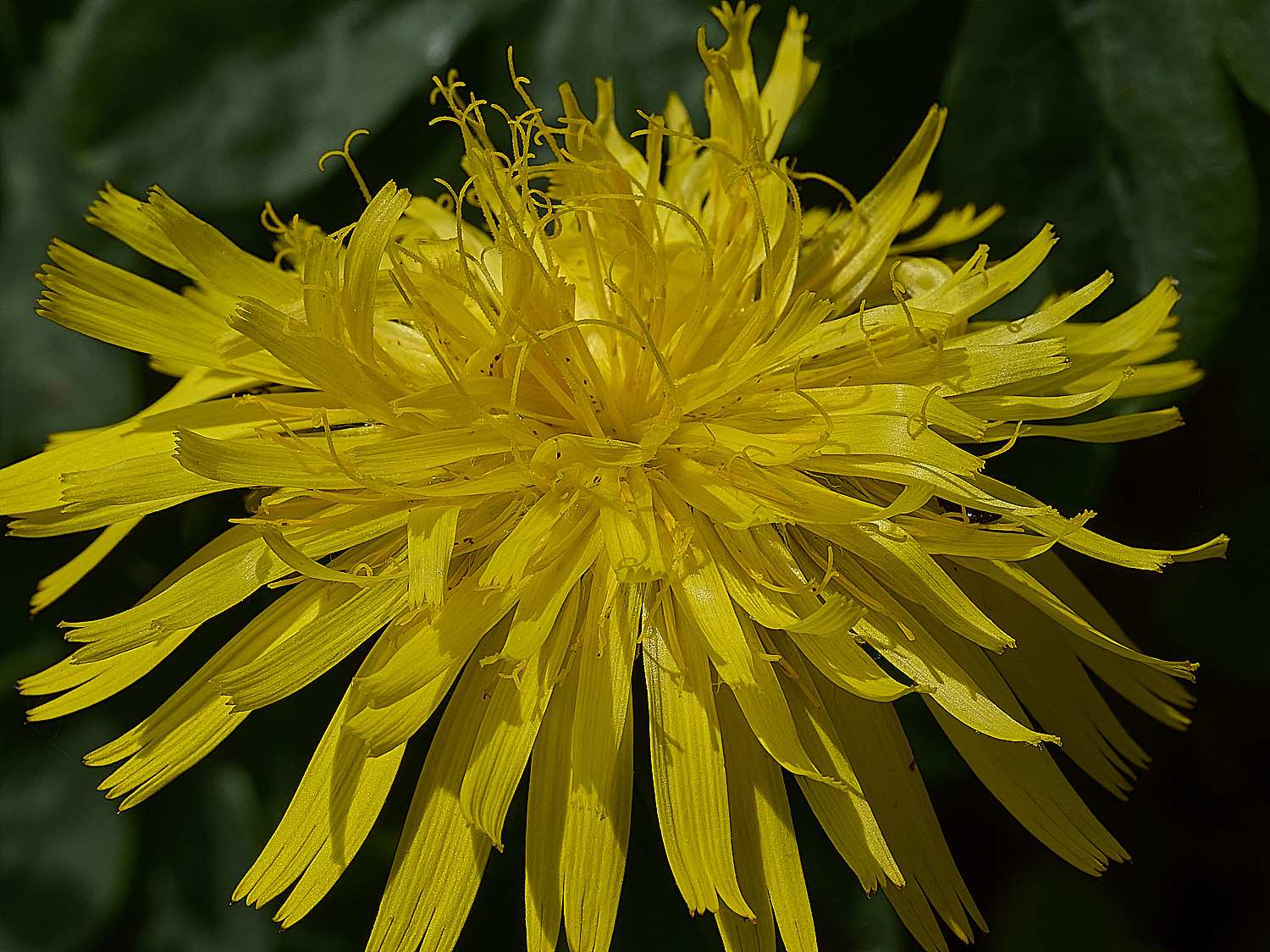 HanworthHawksbeard300526-2