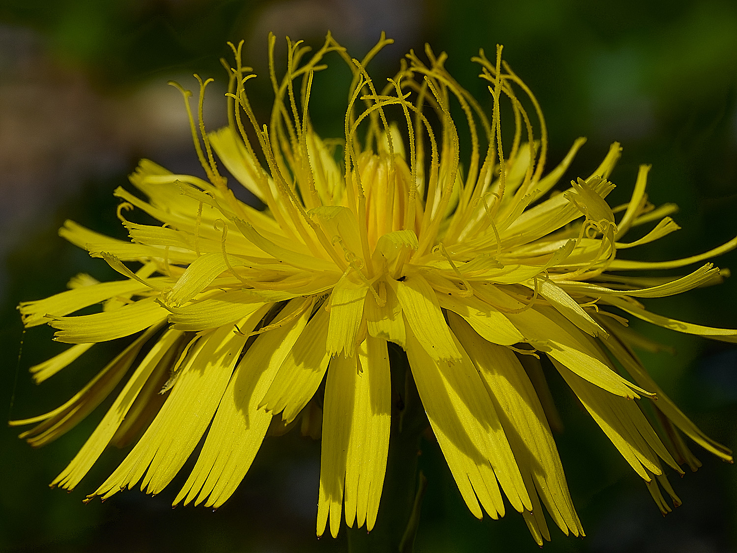 HanworthHawksbeard300526-3