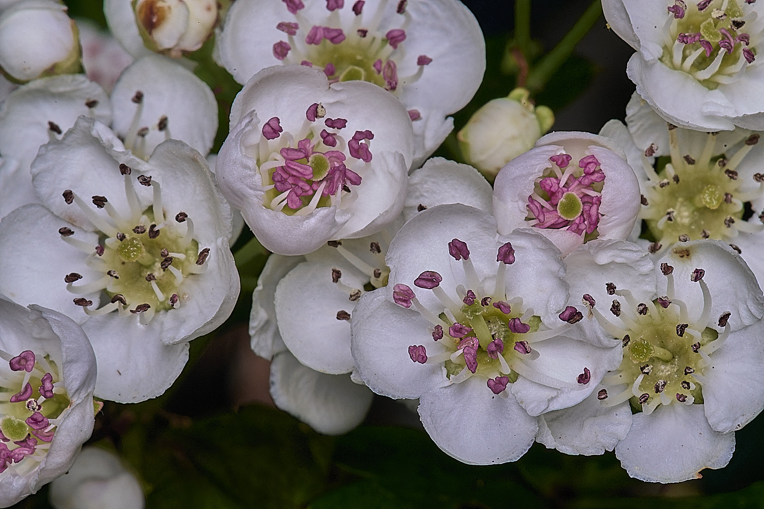 HanworthHawthorn090526-1