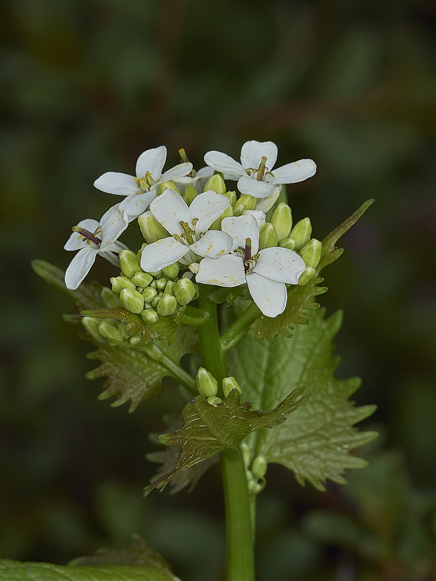 HanworthHedgeMustard180426-3