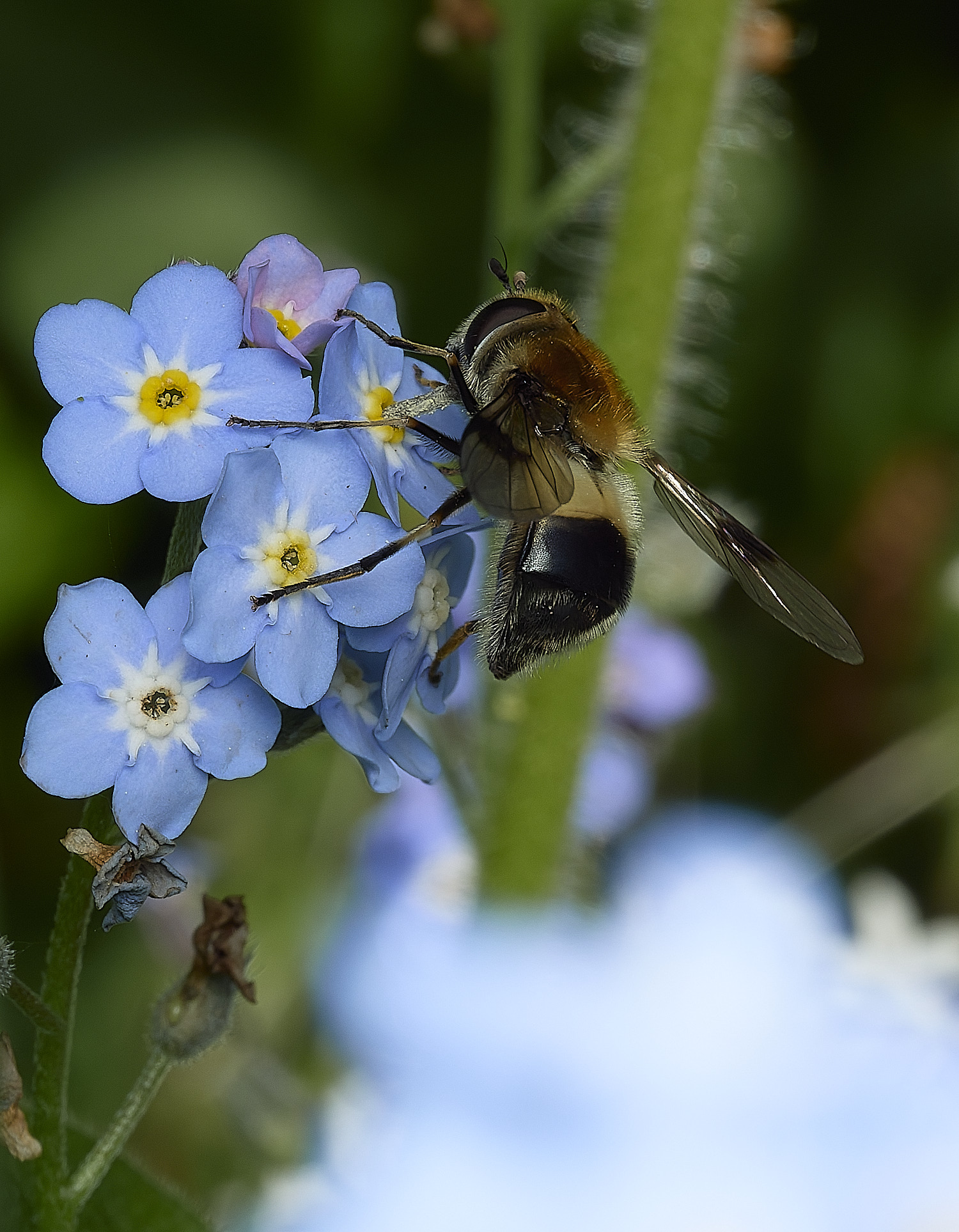 HanworthHoverfly080526-2