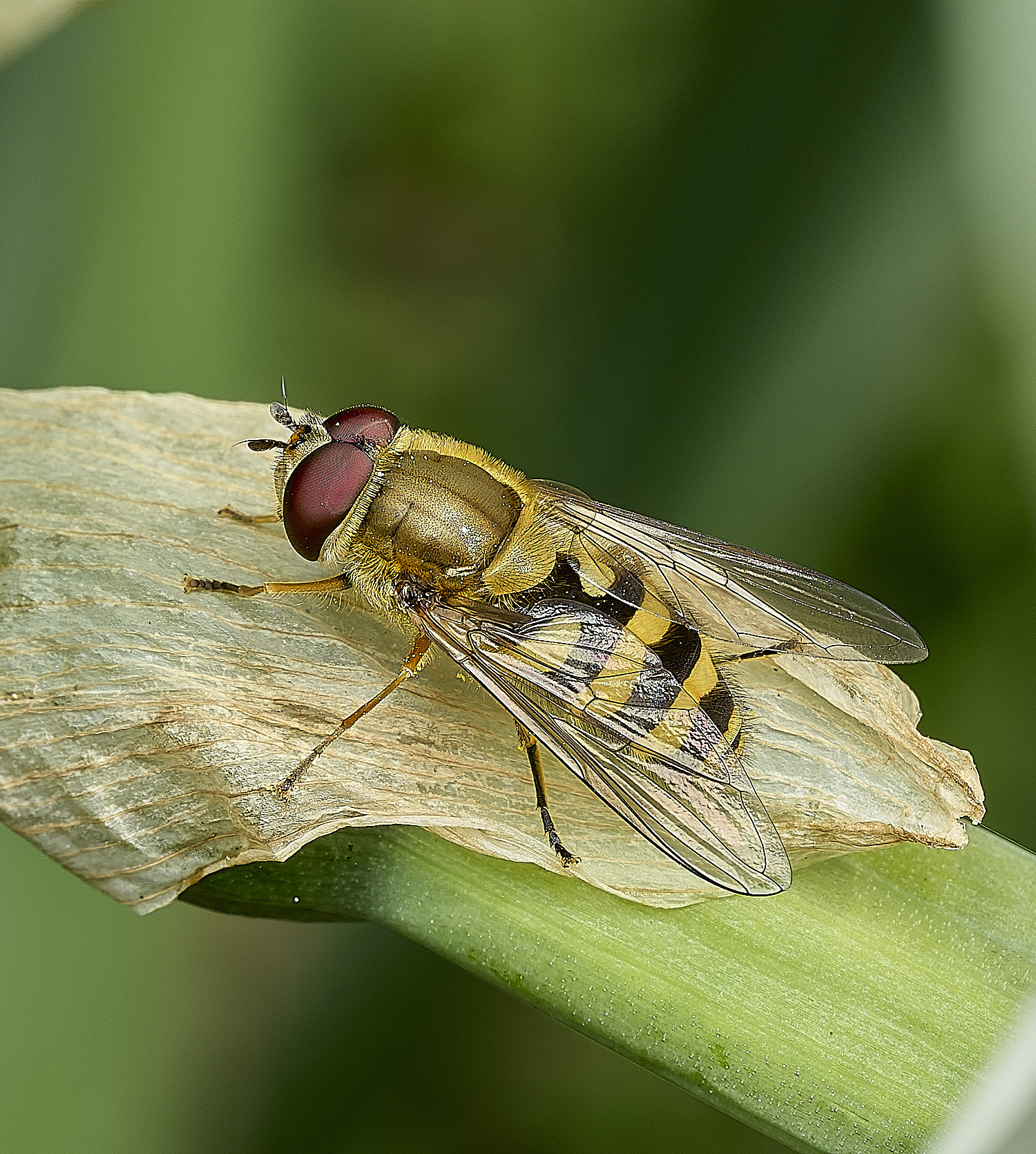 HanworthHoverflySp060426-1-1