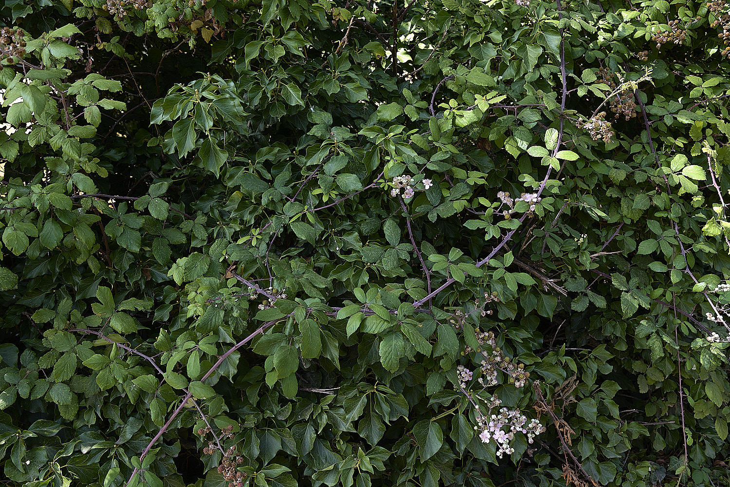 HanworthIBushView24076-2