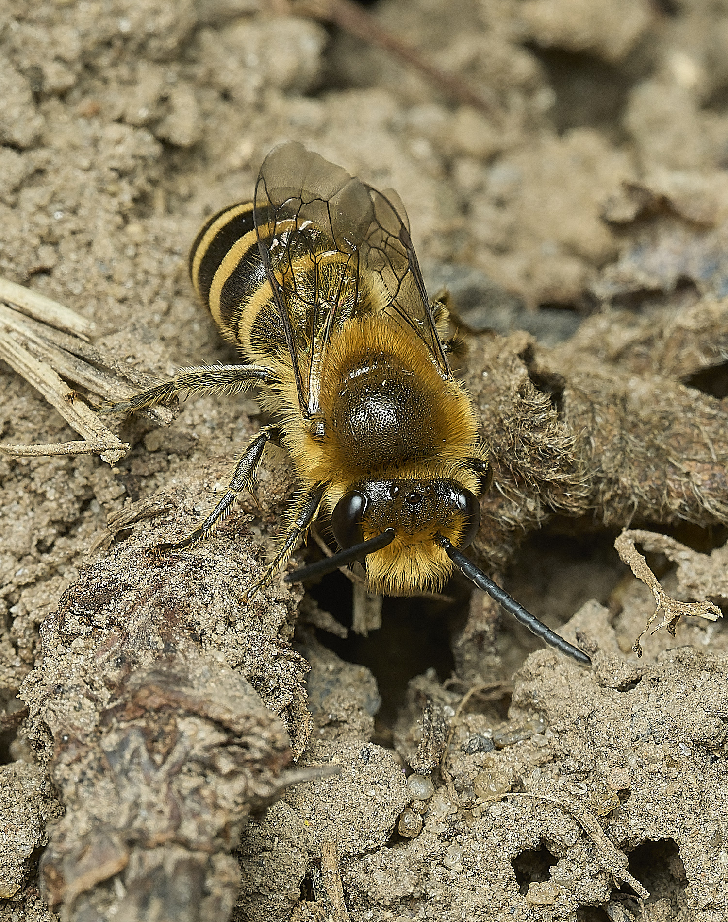 HanworthIvyBees110926-4