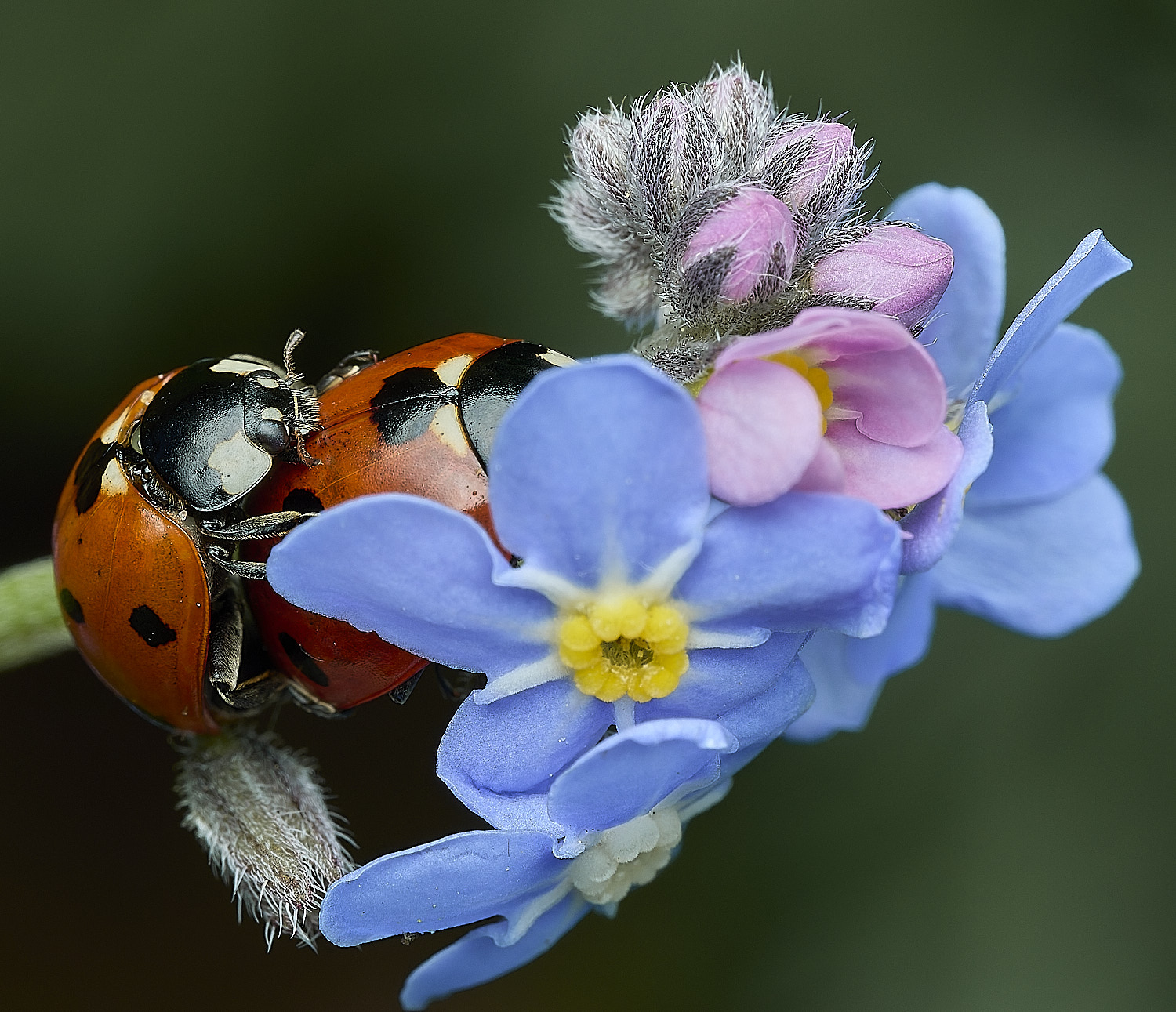 HanworthLadybird140426-1