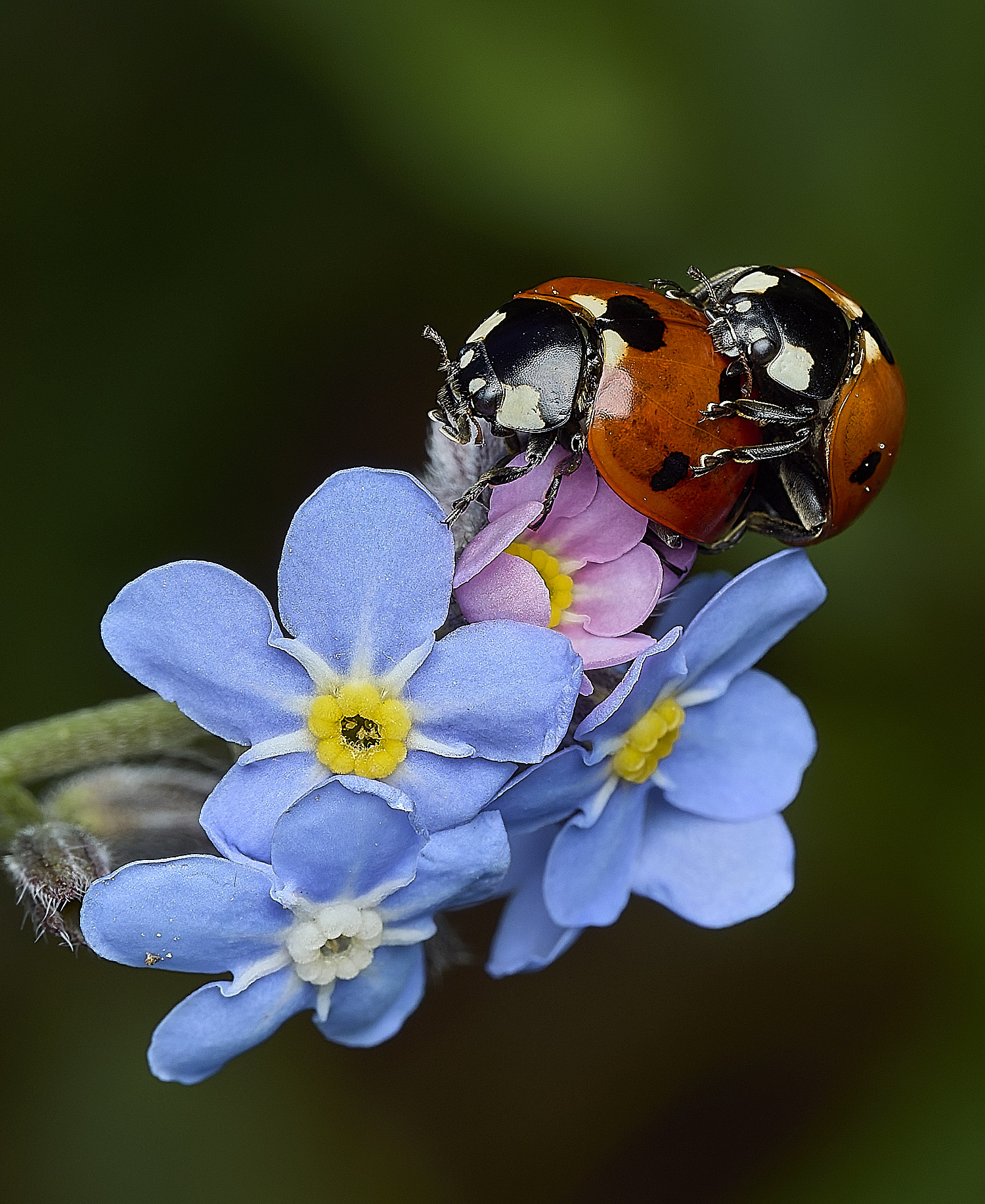 HanworthLadybird140426-2