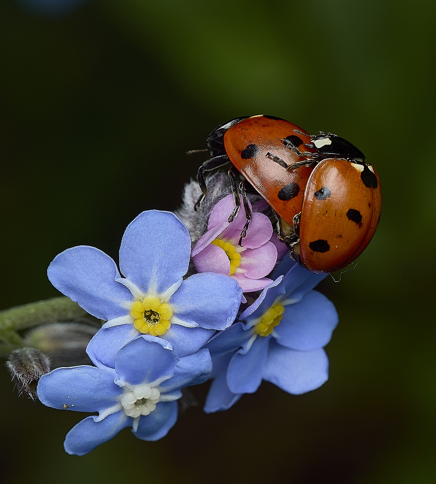 HanworthLadybird140426-3