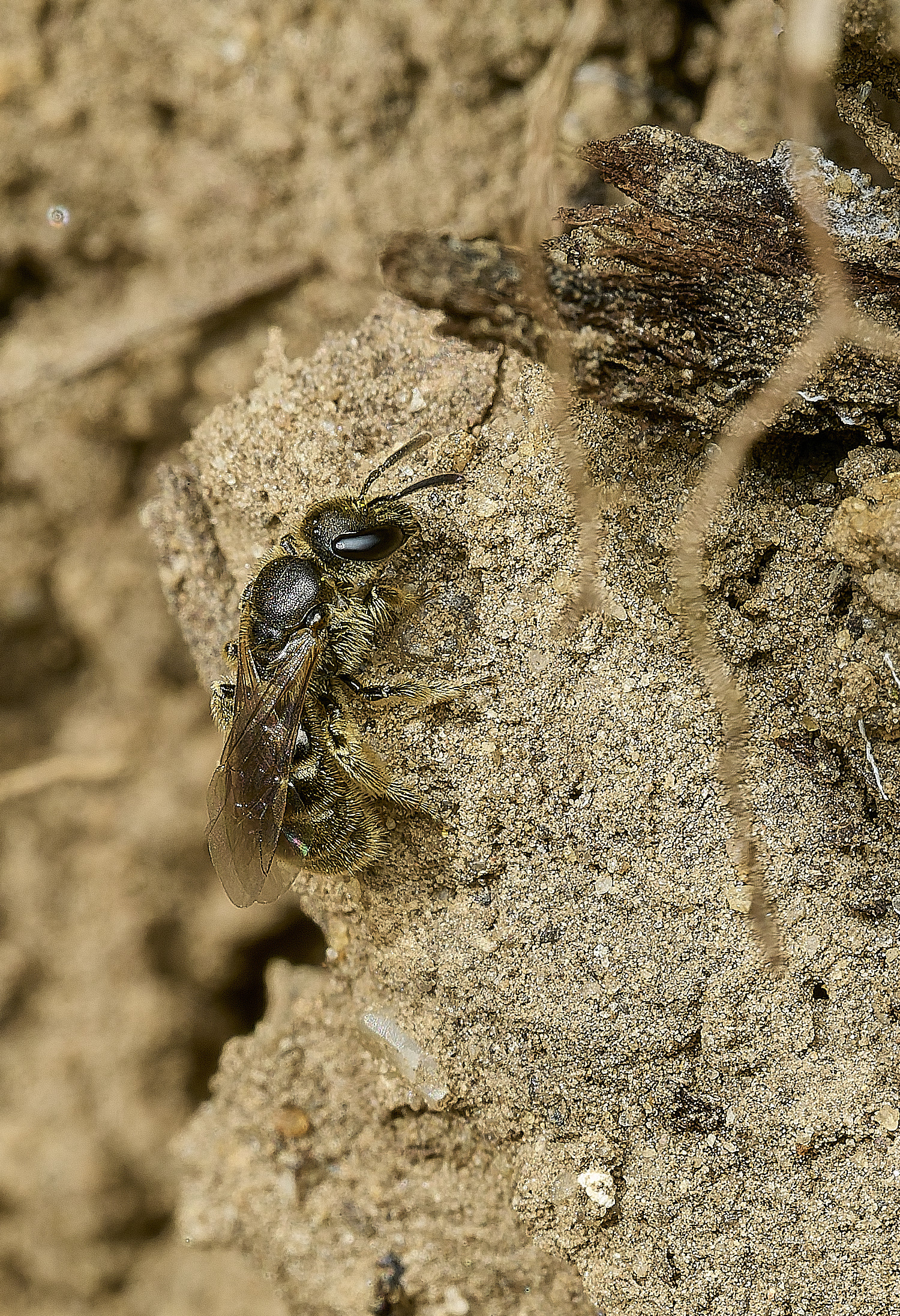 HanworthLasiglossumSp140426-1