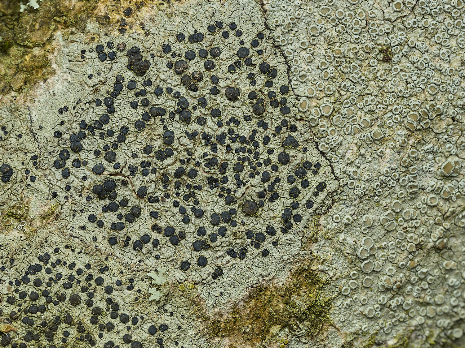 HanworthLecidella140426-1