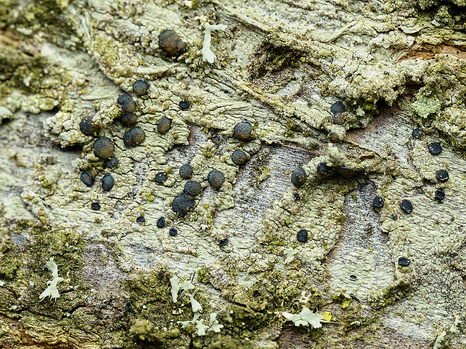 HanworthLecidellaeleochroma060426-1