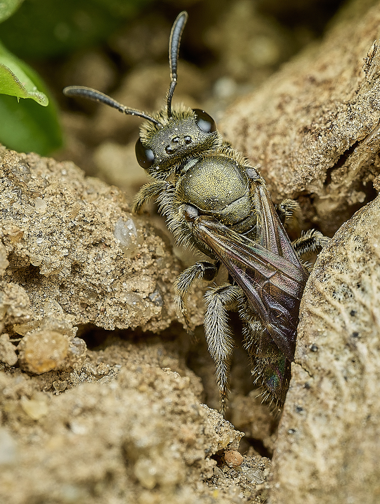 HanworthLmorio080426-3