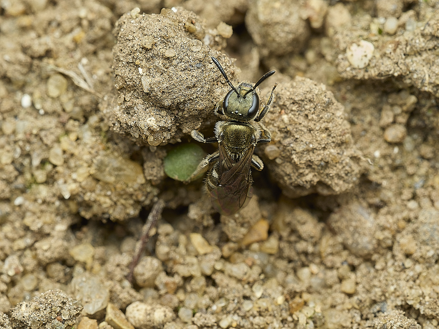 HanworthLmorio090426-1