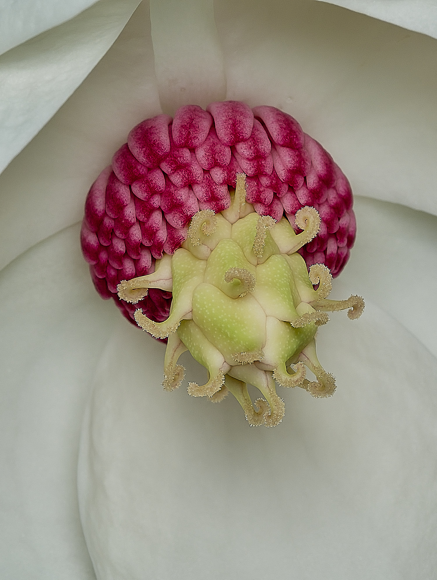 HanworthMagnolia240526-1