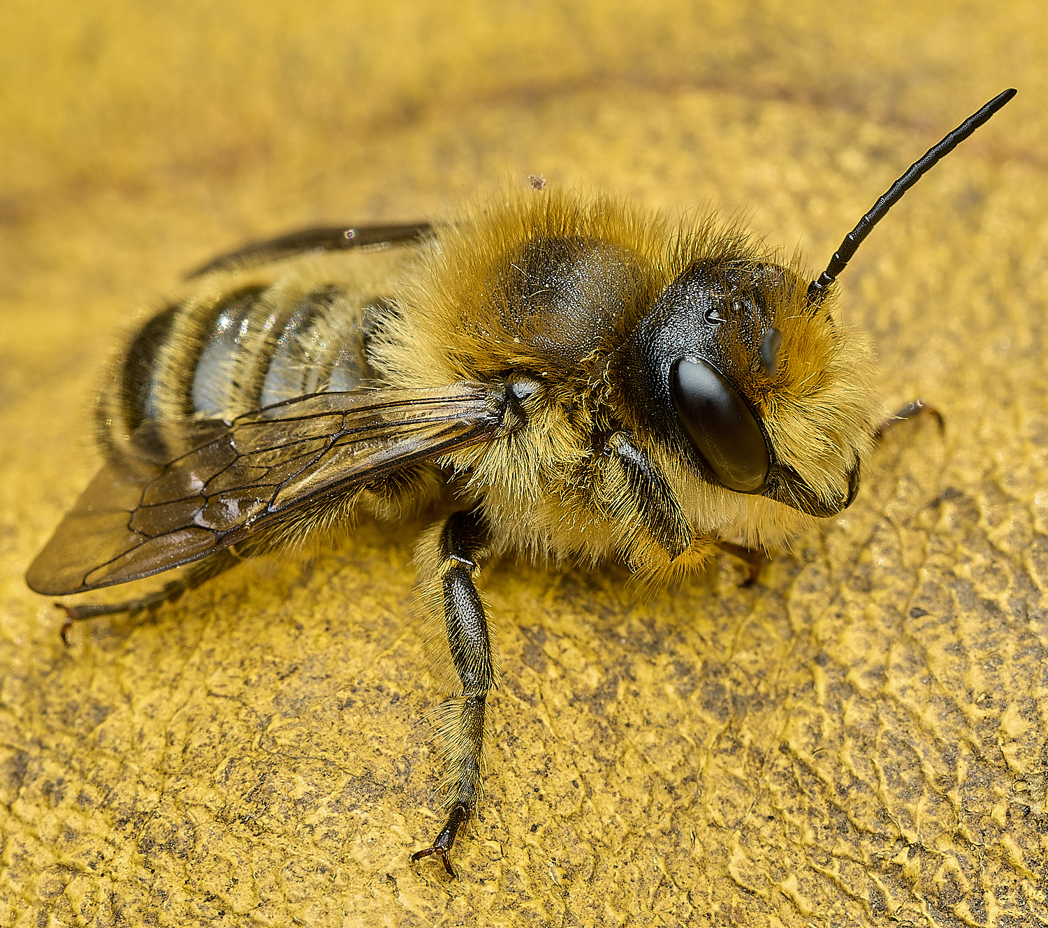 HanworthMligbeseca070626-11
