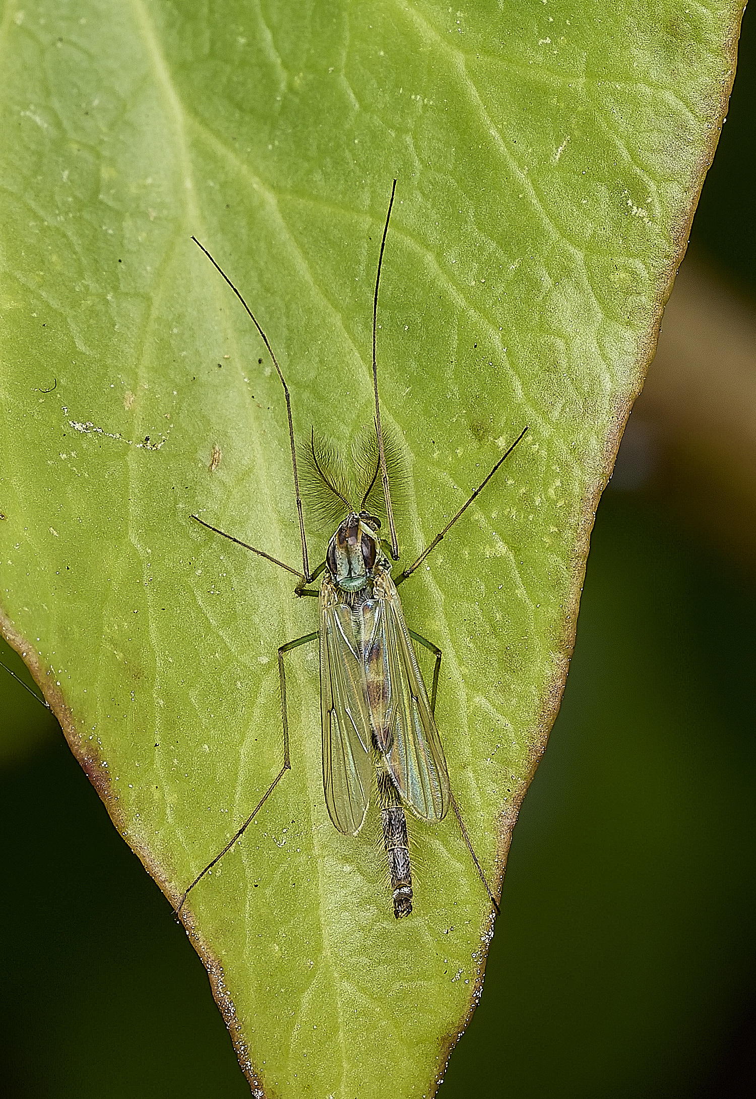 HanworthMosquito070426-1