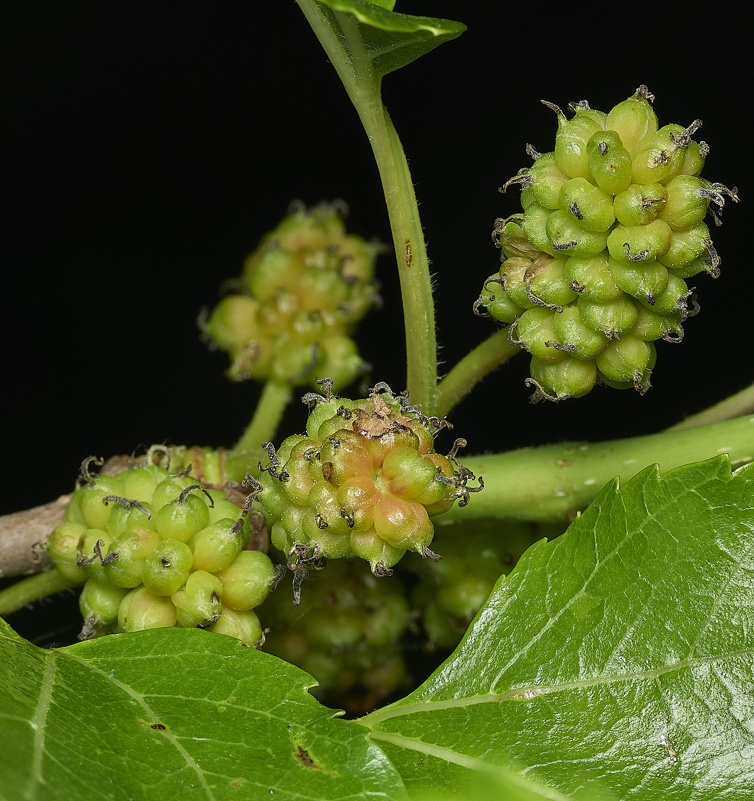 HanworthMulberry100626-1