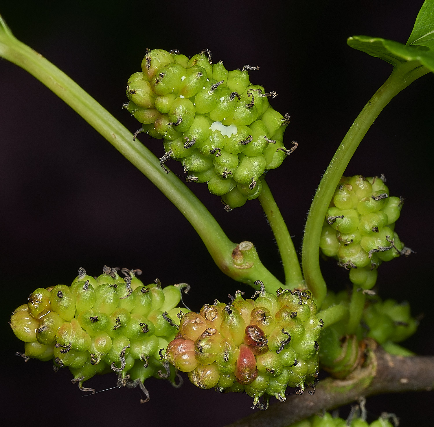 HanworthMulberry100626-2