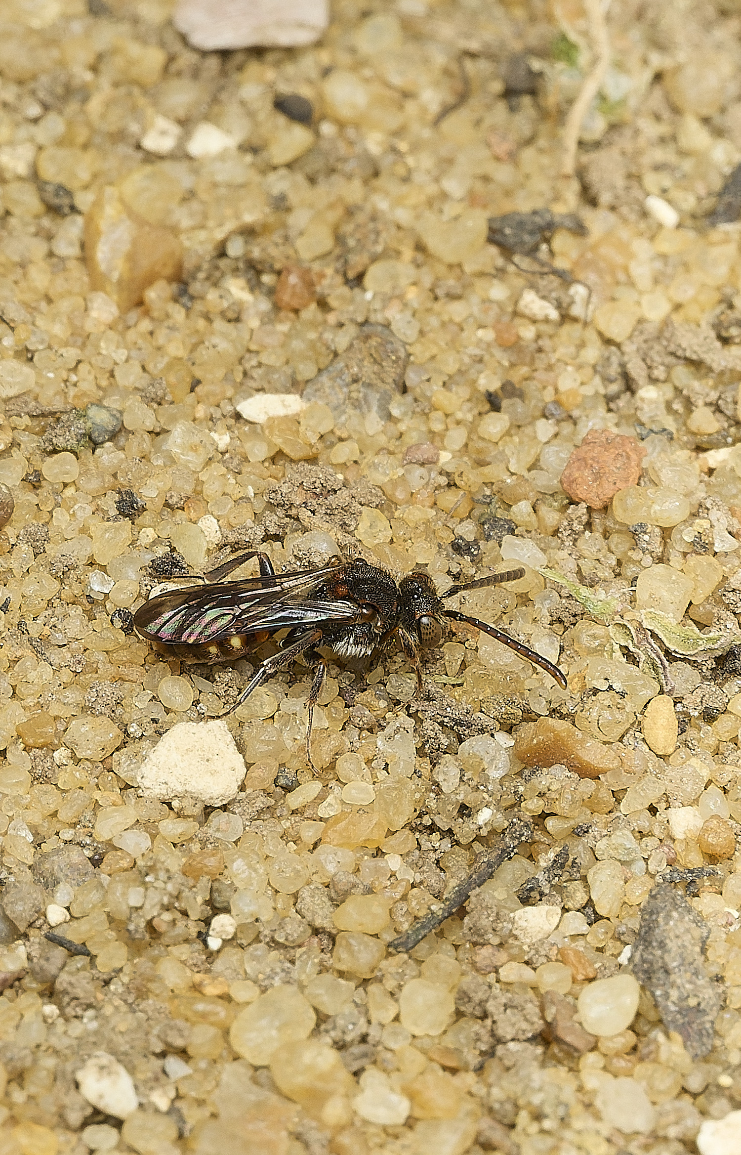 HanworthNflavoguttata090426-1