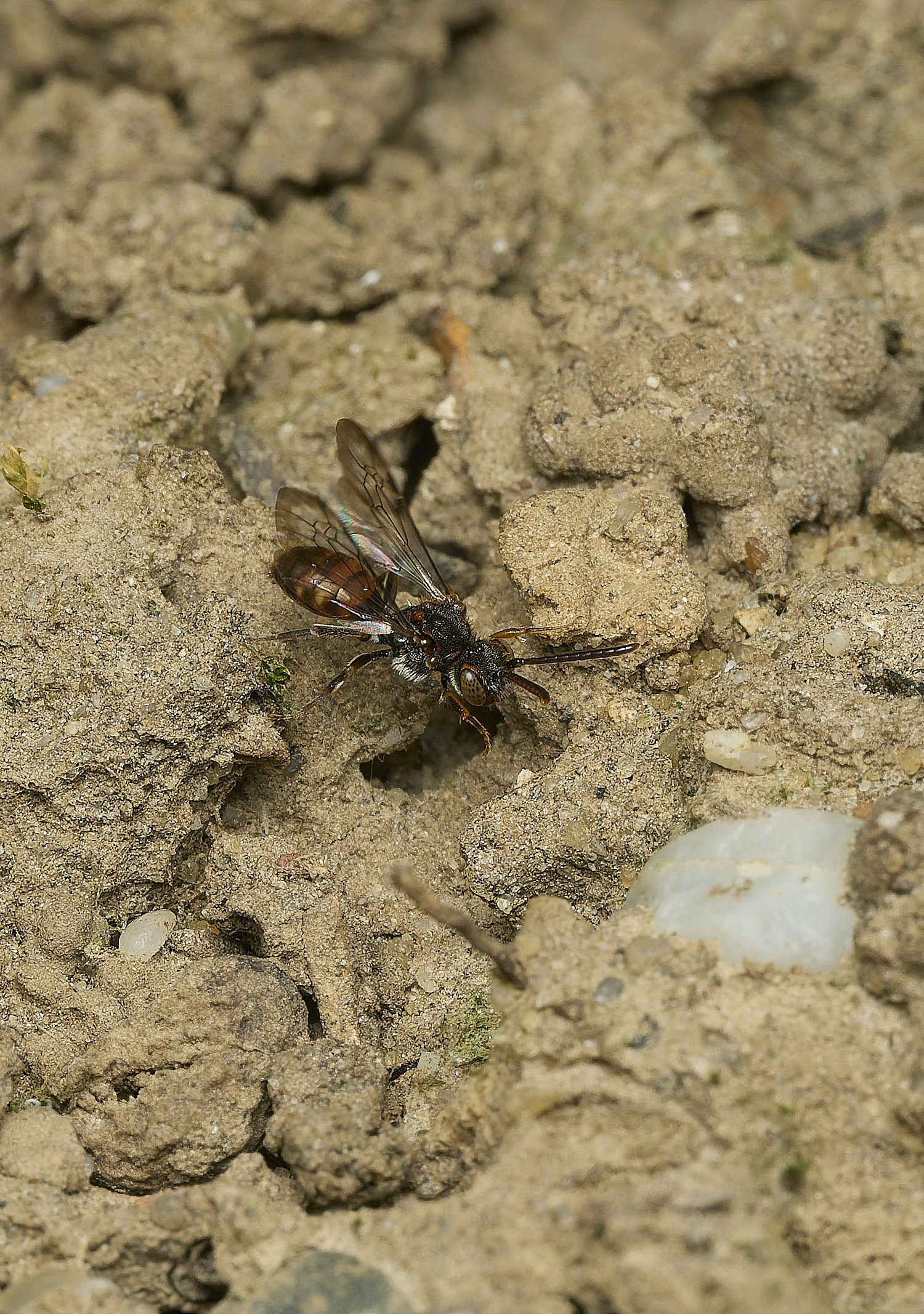 HanworthNflavoguttata090426-2