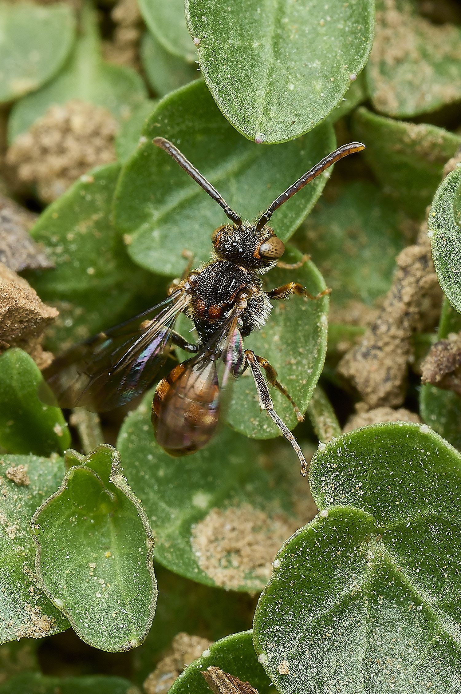 HanworthNflavoguttata090426-3