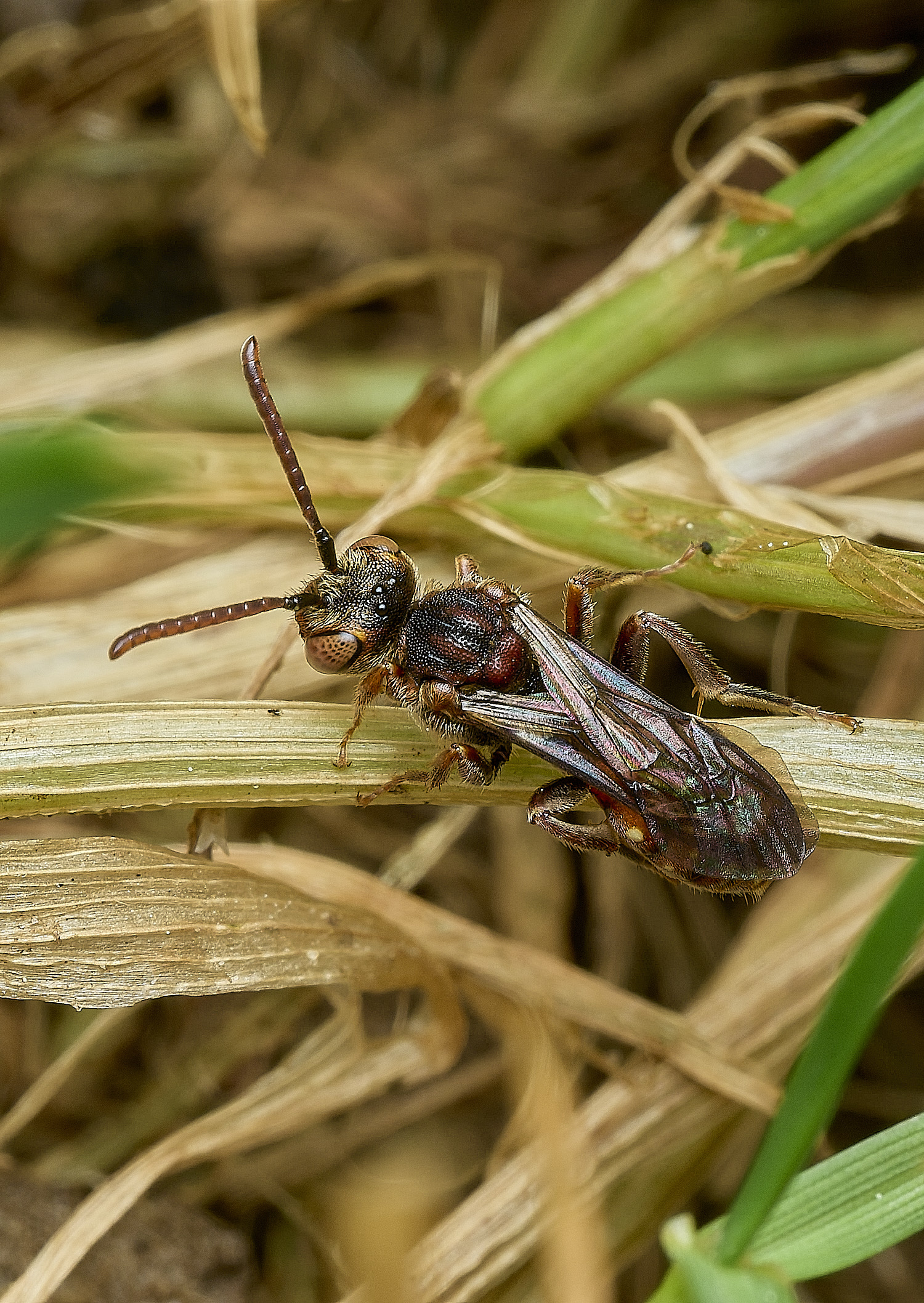 HanworthNguttulata080526-2