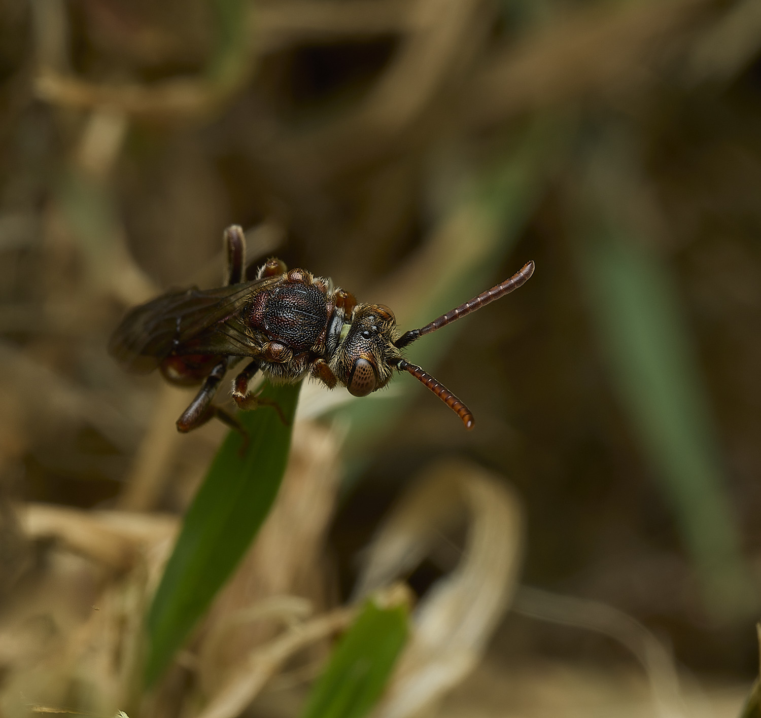HanworthNguttulata080526-5