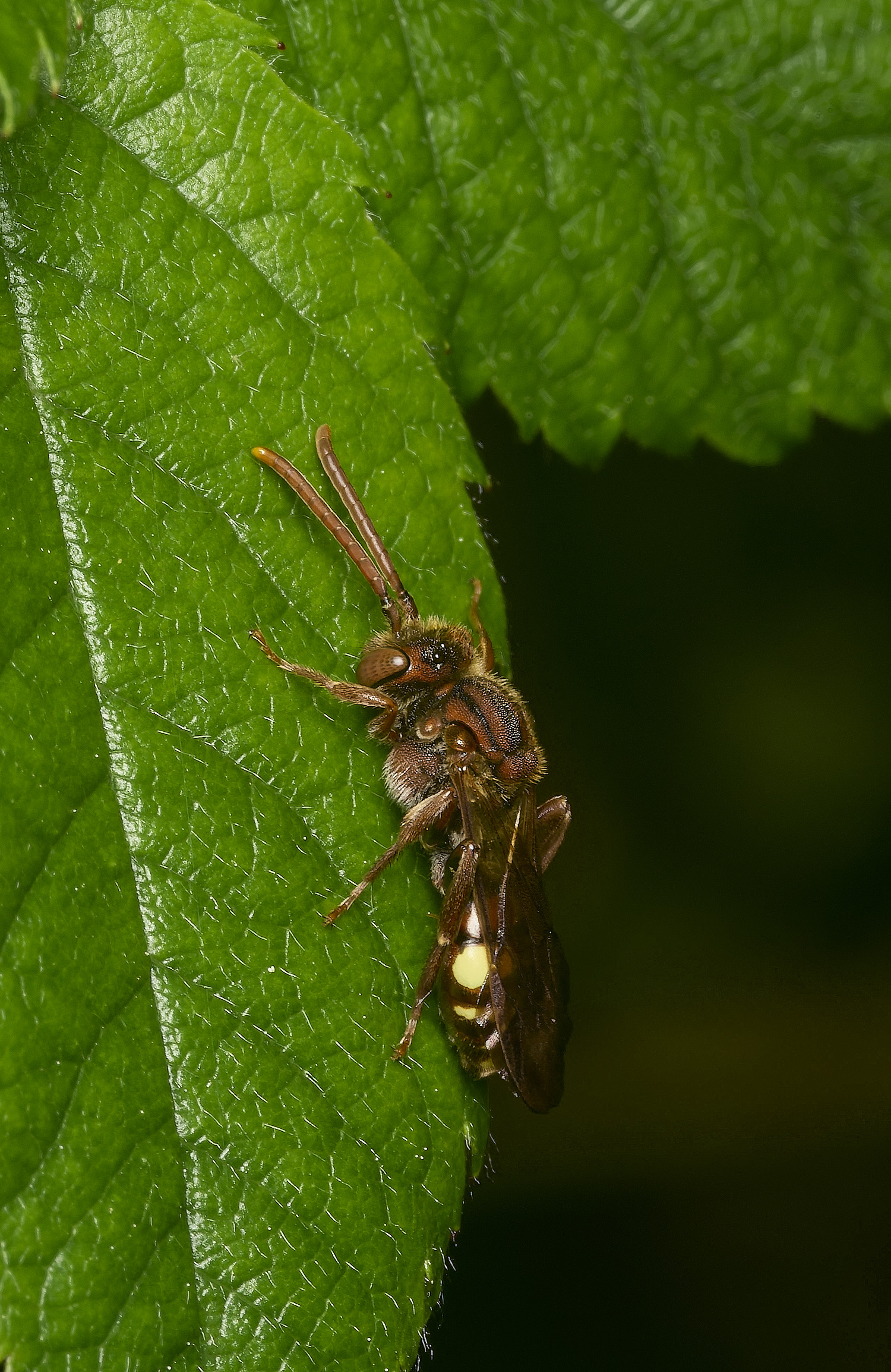 HanworthNguttulata100526-1