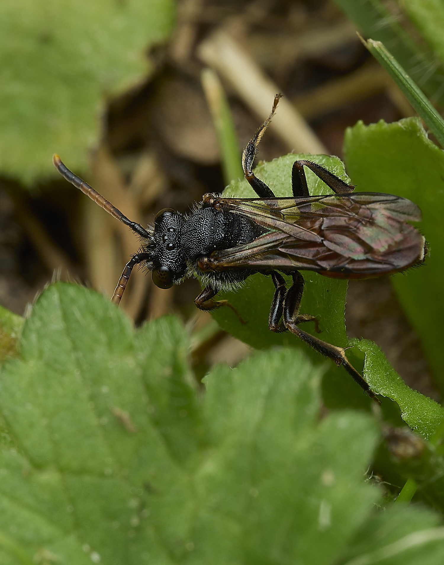 HanworthNomada240526-6