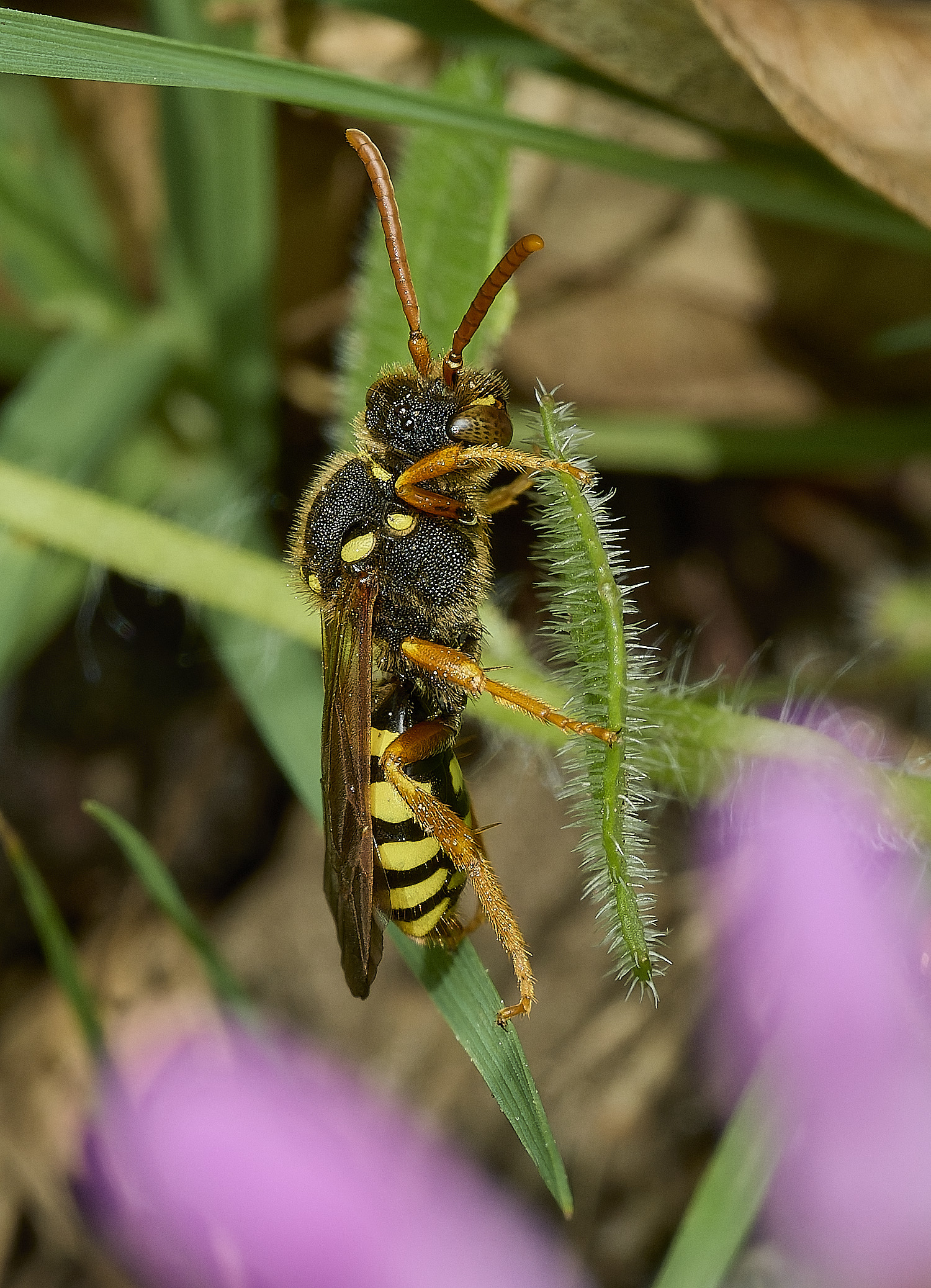 HanworthNomadagoodeniana140426-1